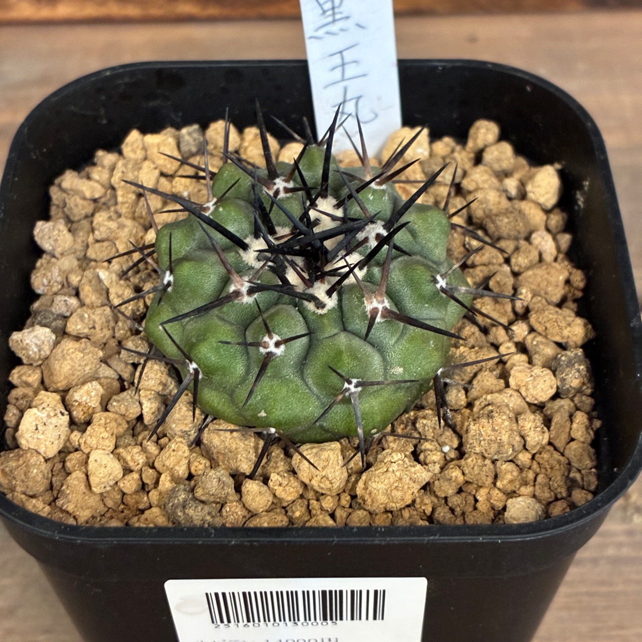 【クリアランス】【Copiapoa】サボテン　コピアポア　黒王丸実生【755】【再撮影】