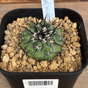 【クリアランス】【Copiapoa】サボテン　コピアポア　黒王丸実生【755】【再撮影】