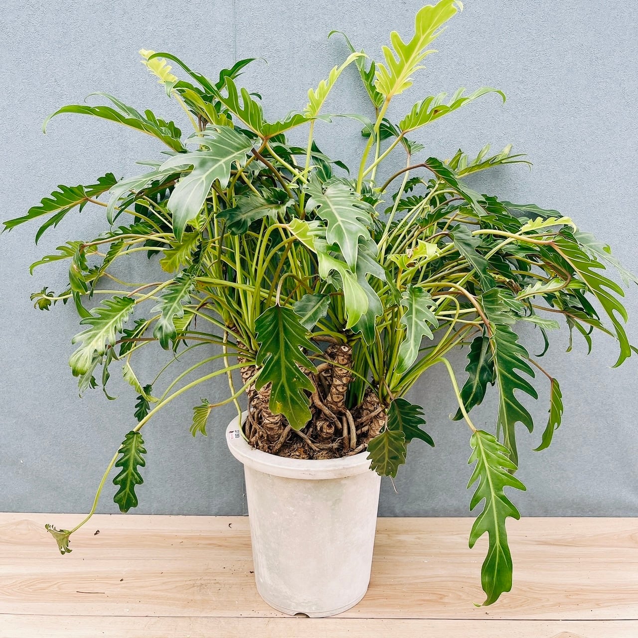 ［現品］2番　フィロデンドロン　クッカバラ　幹上がり　9号　観葉植物　室内　人気 現品］2番 フィロデンドロン クッカバラ 幹上がり 9号 観葉植物 室内