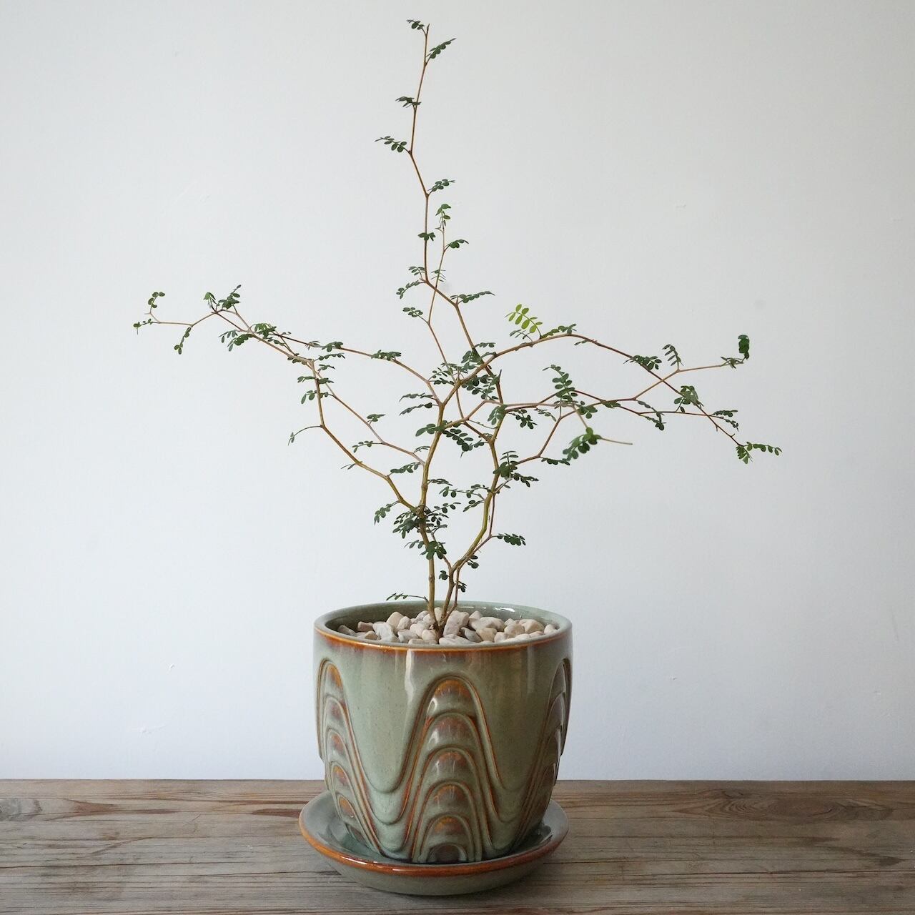 送料込み】スキンダプサス トレビー 5号サイズ ハンギングプラ鉢 | 草陽香