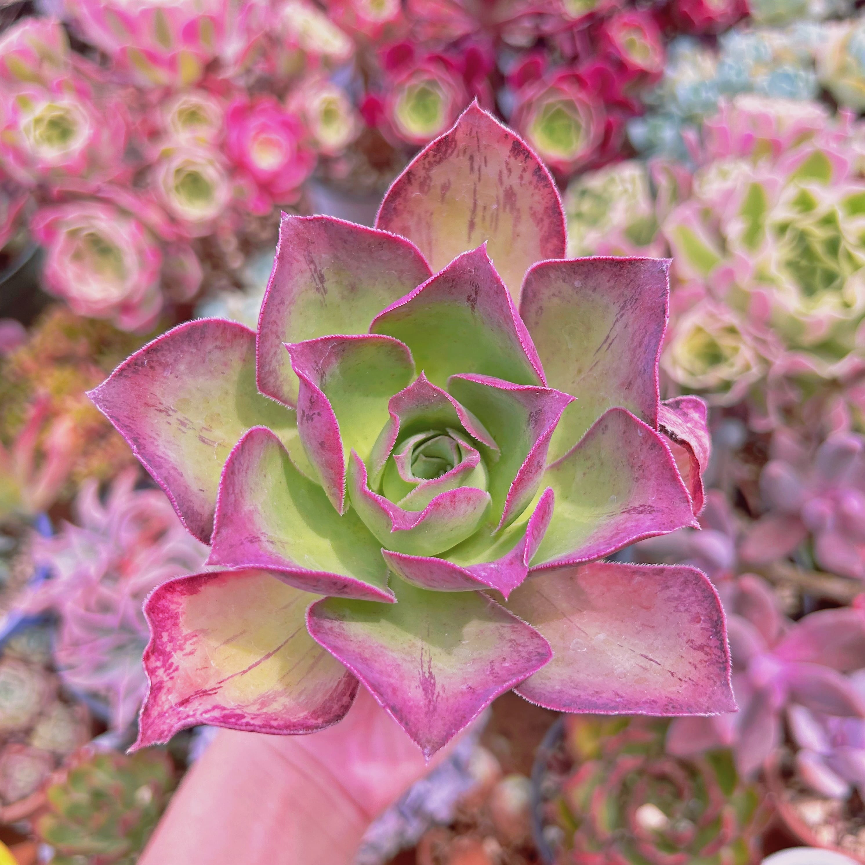 #753現物　多肉植物　 ロスコープ　特大　抜き苗