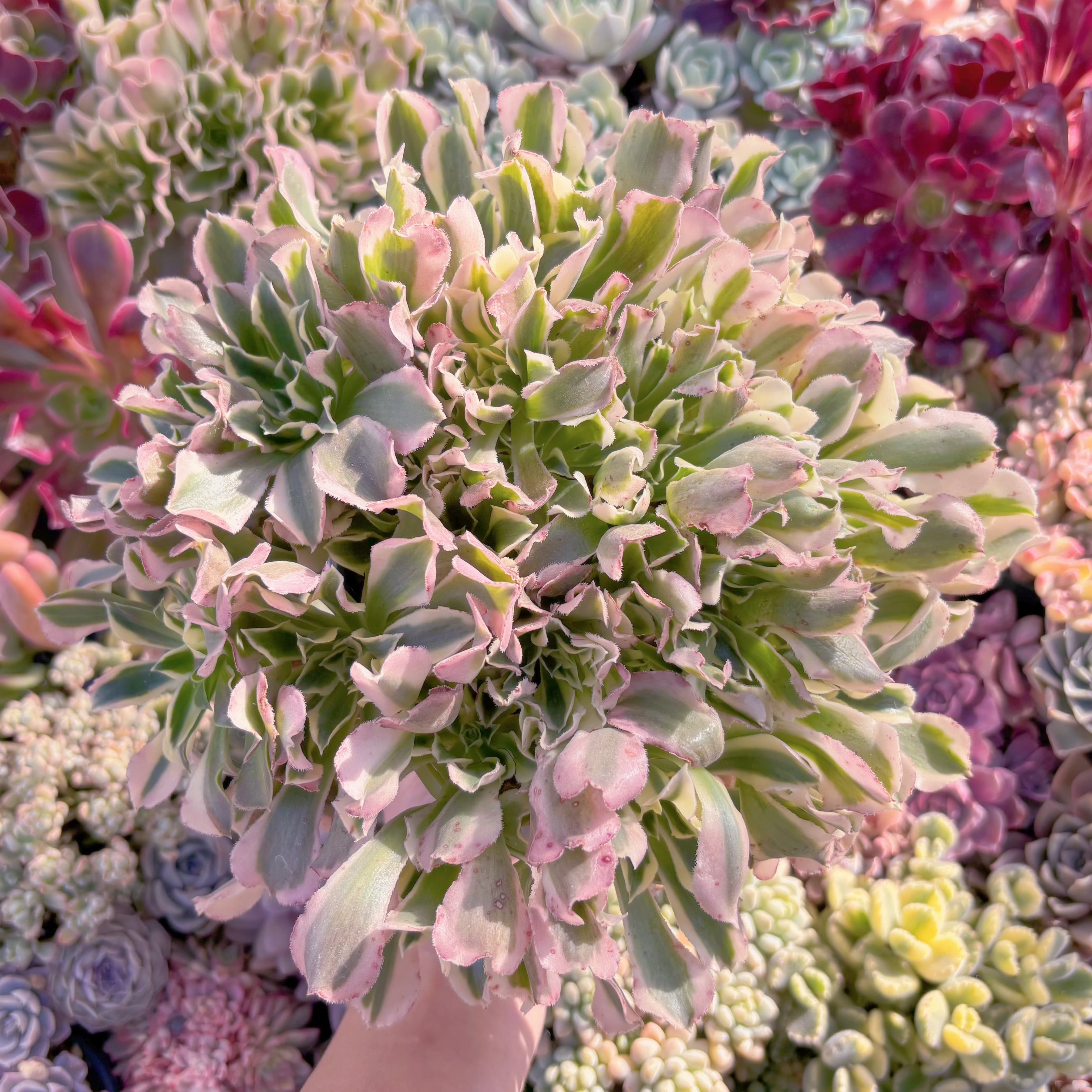 現品　Aeonium白鳳錦#611　特特大群生　新入荷