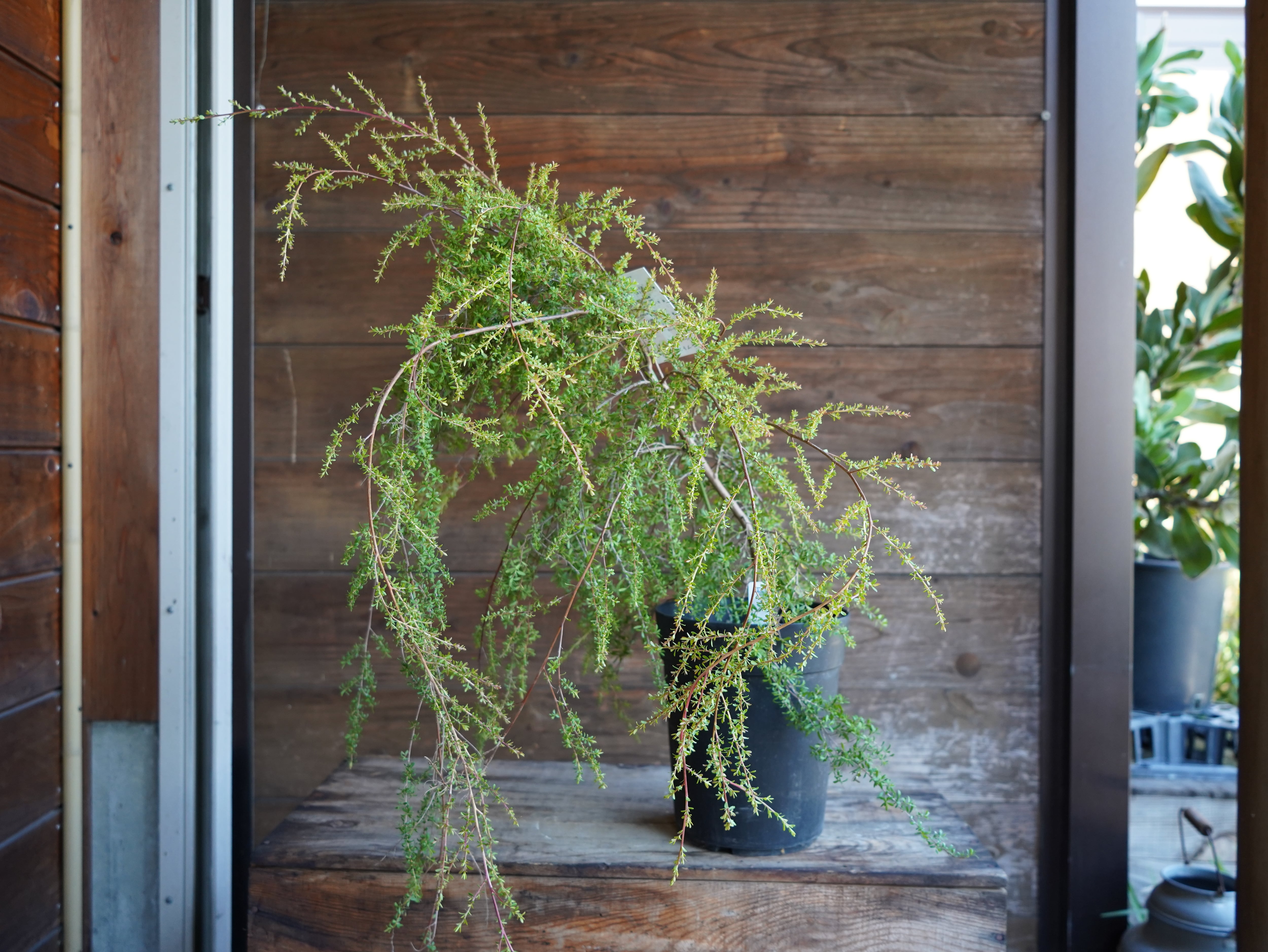 【現物】レプトスペルマム　”バーチカルドロップ”　B