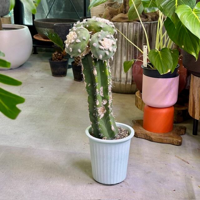 ロフォフォラ ディフィーサ(翠冠玉/ｽｲｶﾝｷﾞｮｸ) 接ぎ木サボテン