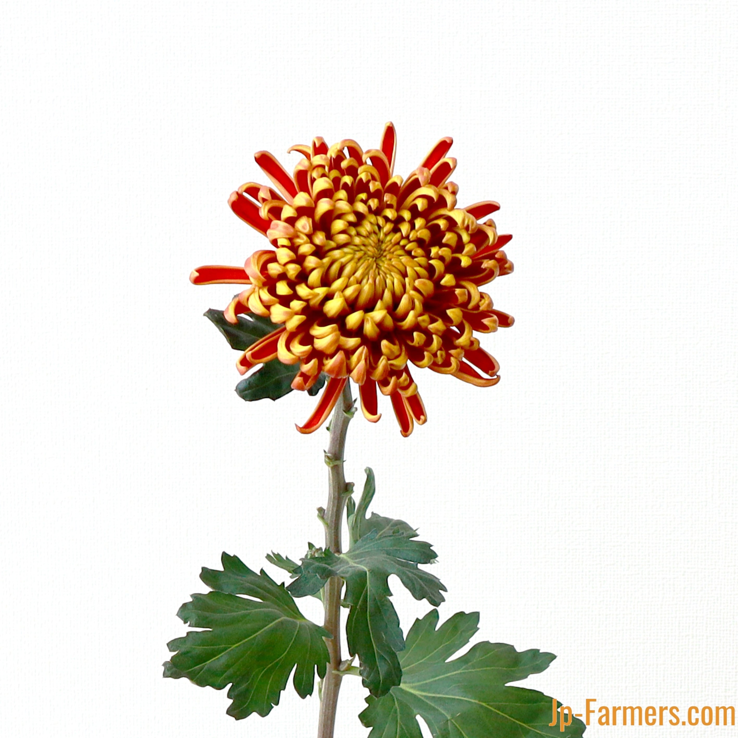 菊を飾ろう!! フエゴダーク 10本 | 新鮮お花問屋 Jp-Farmers.com