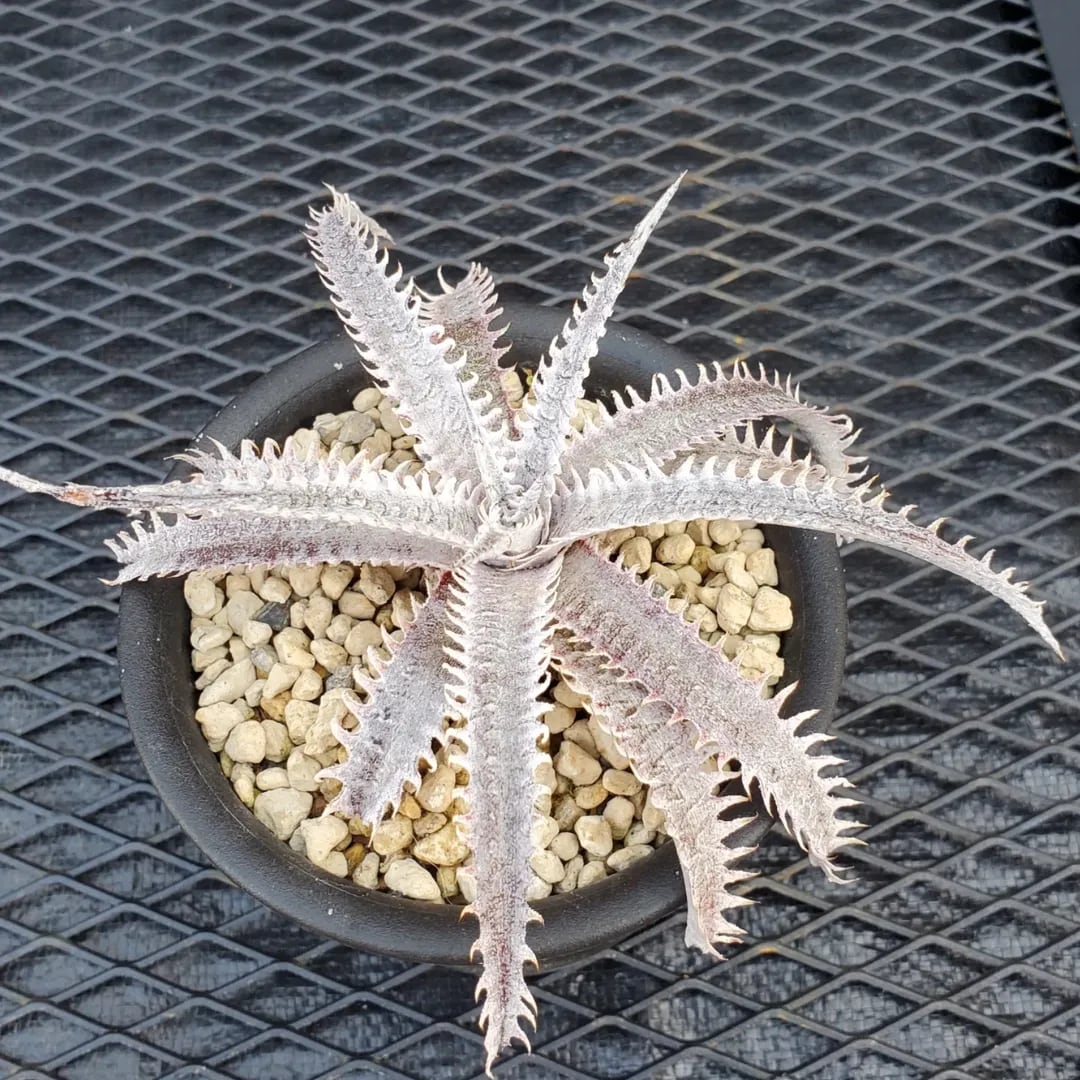 DBディッキア Dyckia Bill Baker hyb #130 ⑵ 【公式通販】