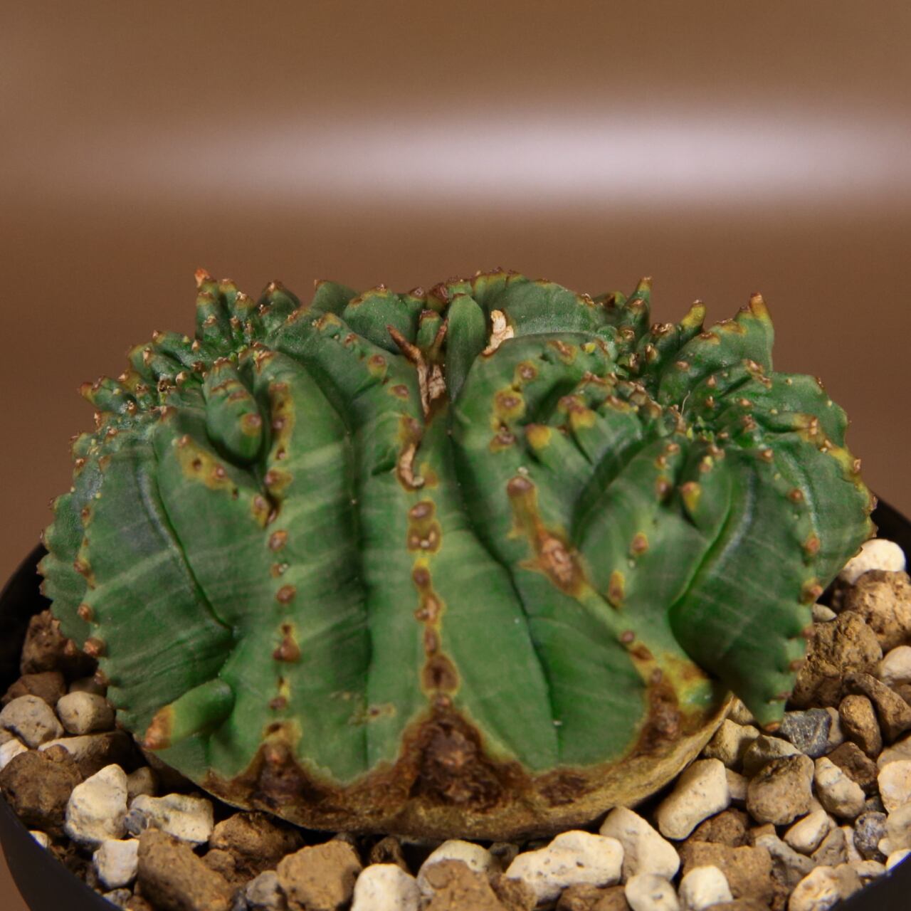 フラワー/ガーデンeuphorbia obesa ユーフォルビア オベサ モンスト 綴