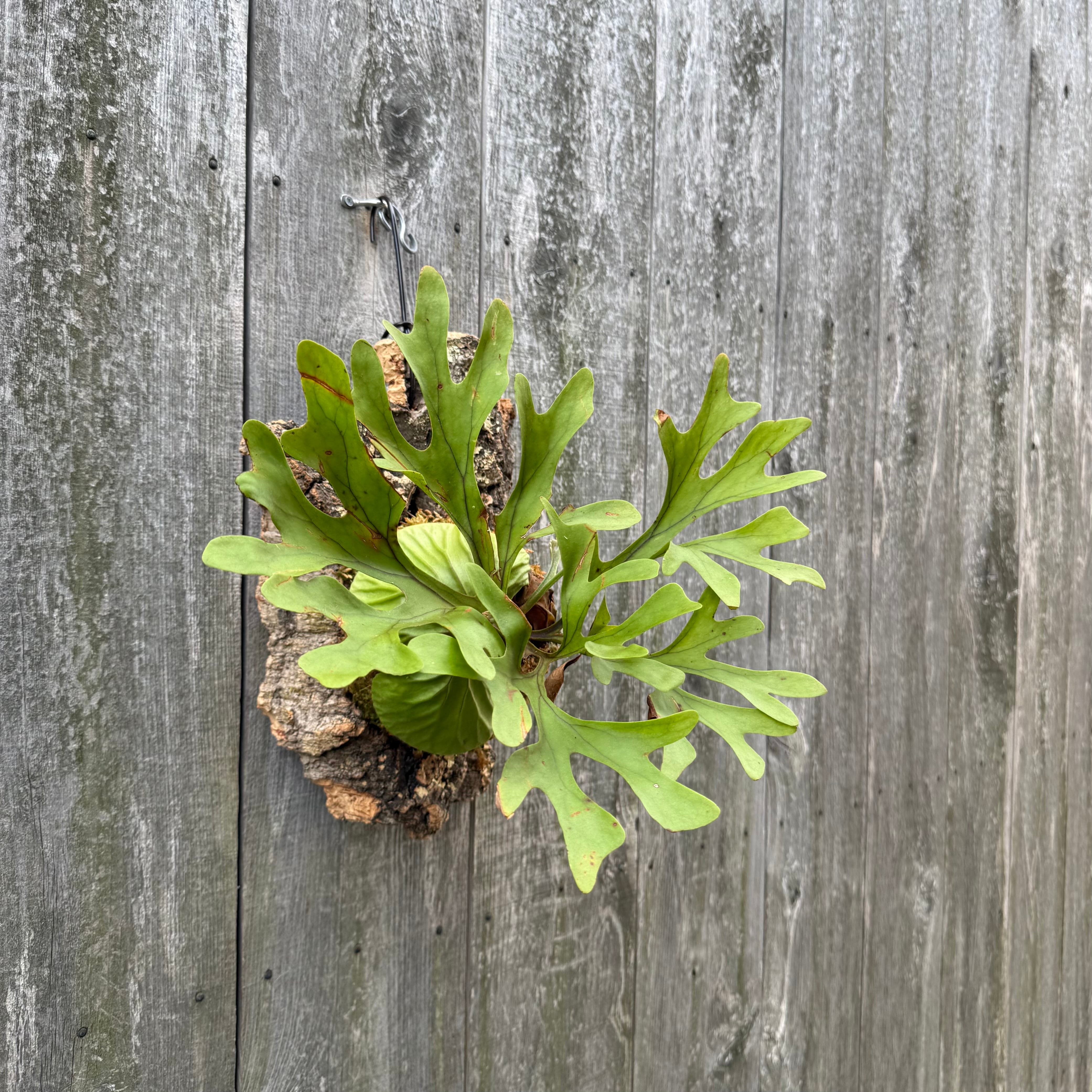 P.ridleyi dwarf silver | naturefix