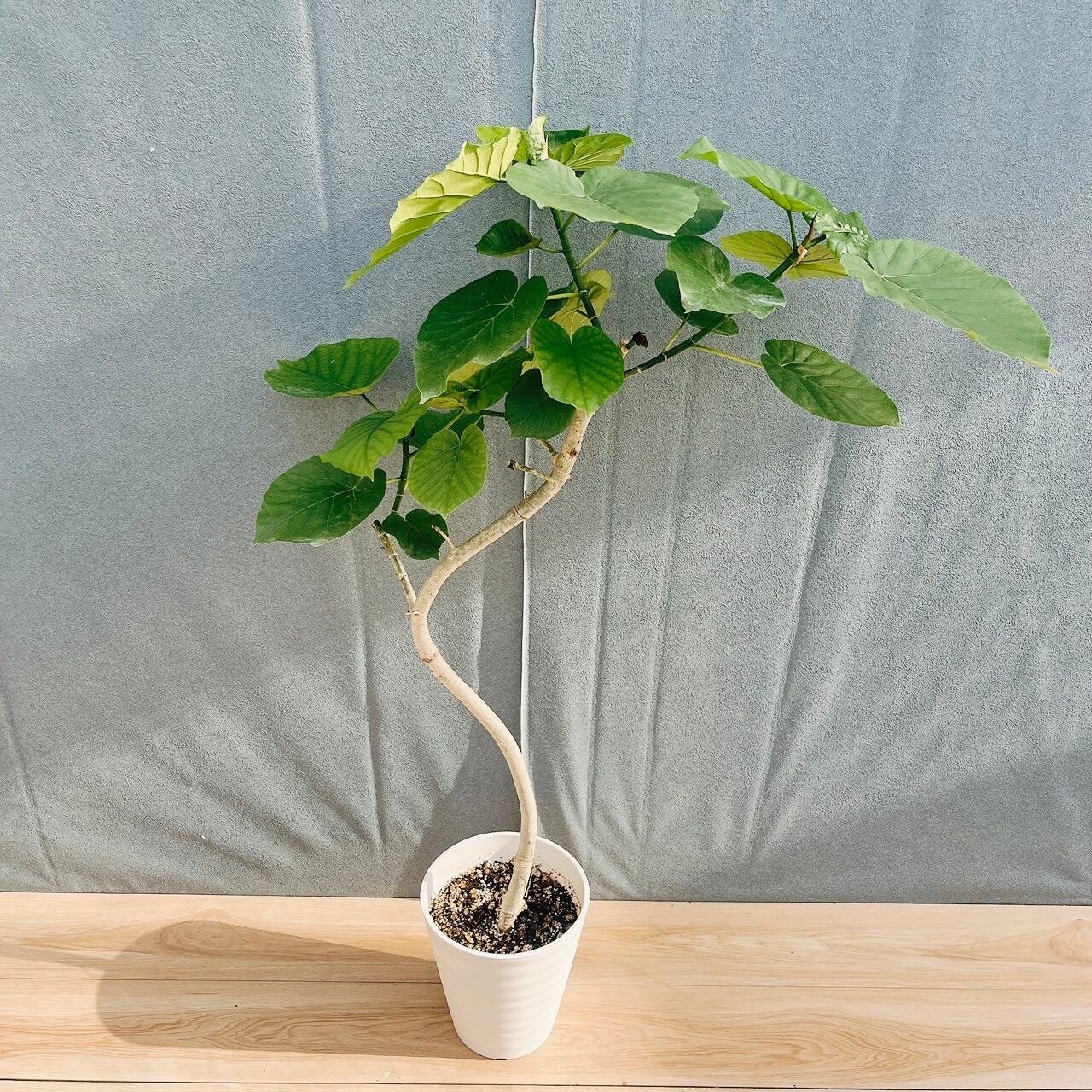現品］19番 フィカス ウンベラータ 曲がり 7号 観葉植物 室内 ゴムの木