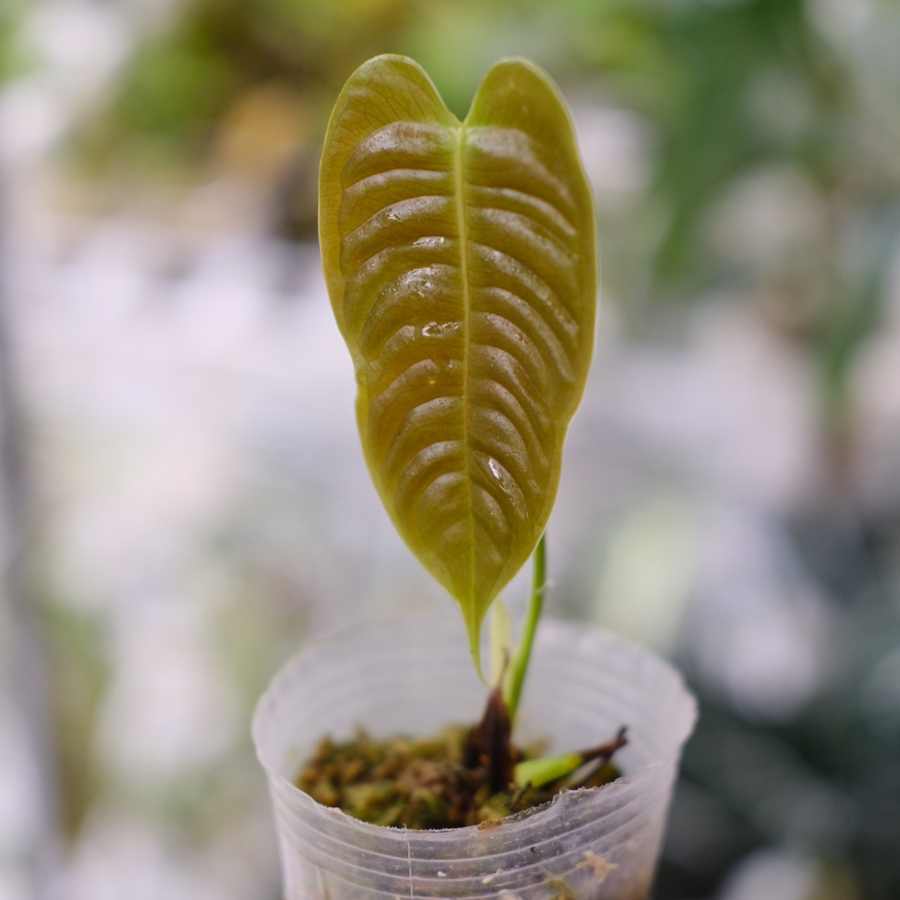 アンスリウム・ベイチー / Anthurium Veitchii / 観葉植物⑦