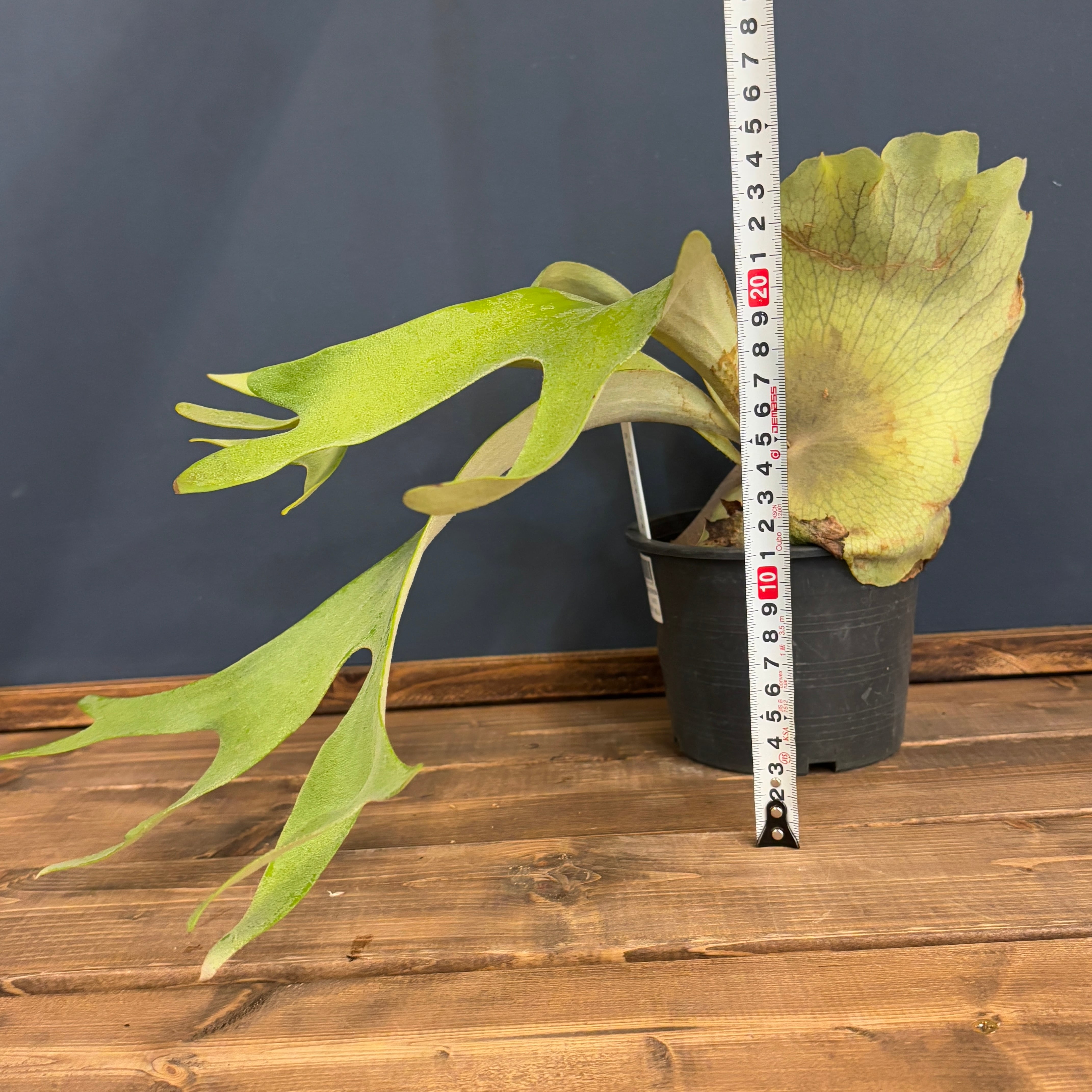 親株　ビカクシダ　オラモ　ORAMO veitchii コルク付 親株 ビカクシダ オラモ ORAMO veitchii コルク付 ビカクシダオラモ