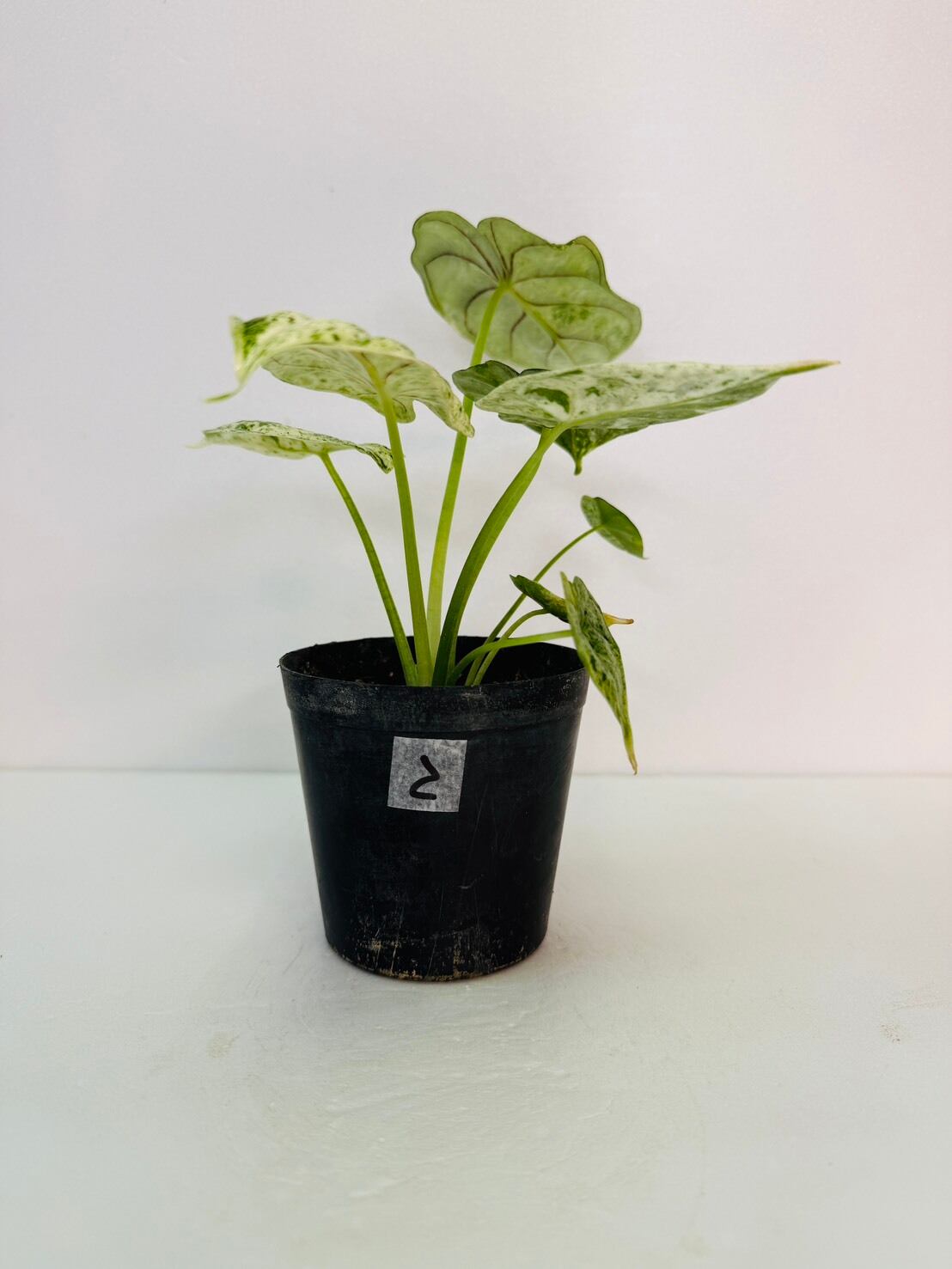 アロカシア・ドラゴンスケールミントバリエガータ ② 3号 | 観葉植物と