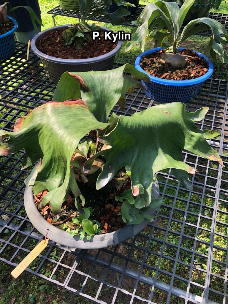 P.Kylin【artPLANTs】ビカクシダ/Platycerium | artPLANTs （アート