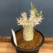 パキポディウム　伊藤ハイブリッド【860】