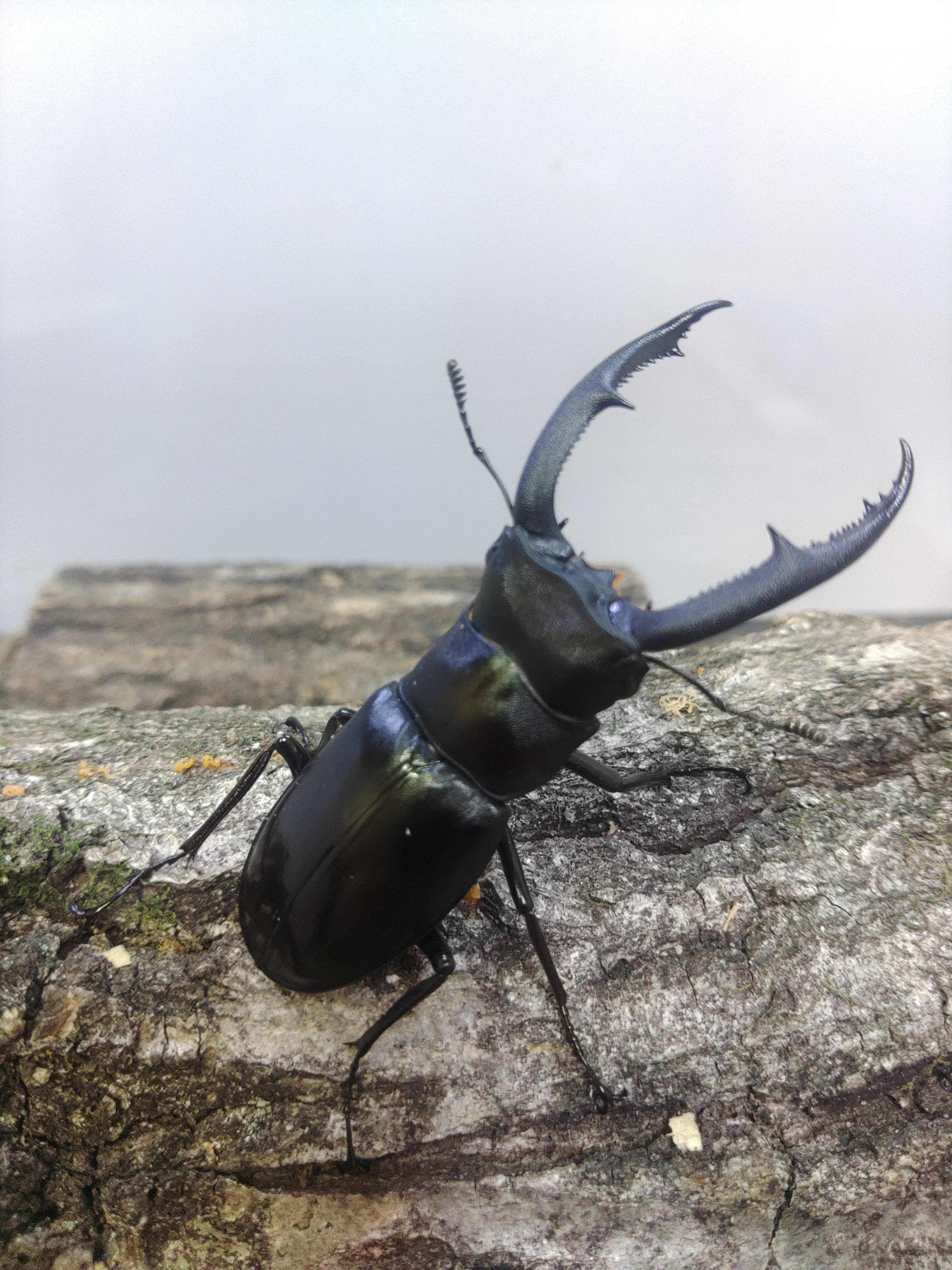 マンディブラリスフタマタクワガタ ♂70㎜単体 | くわバカおやじ