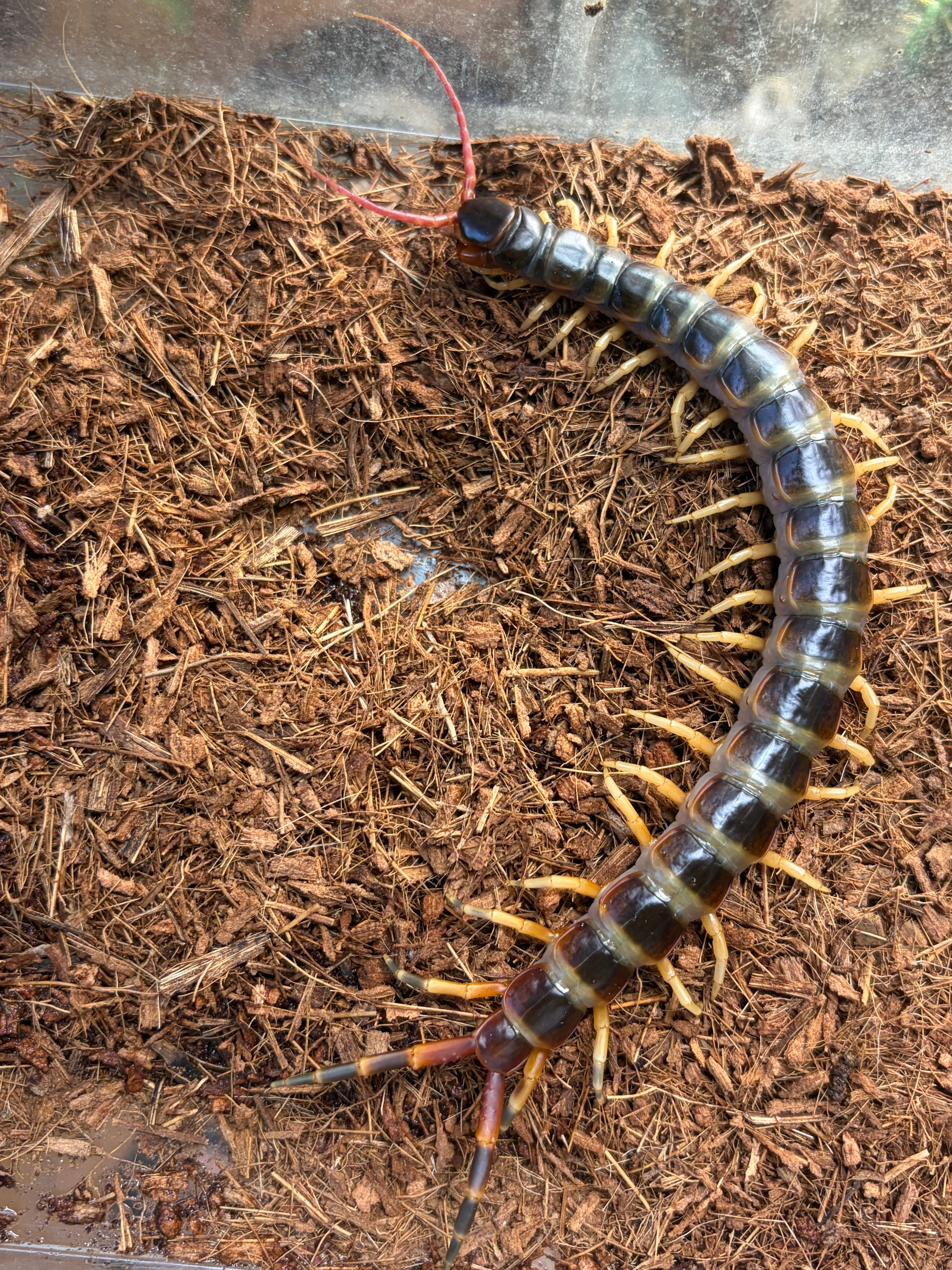 牛殺蠍最大種】Parabuthus villosus typical 全長5cm程 標本 ブラック