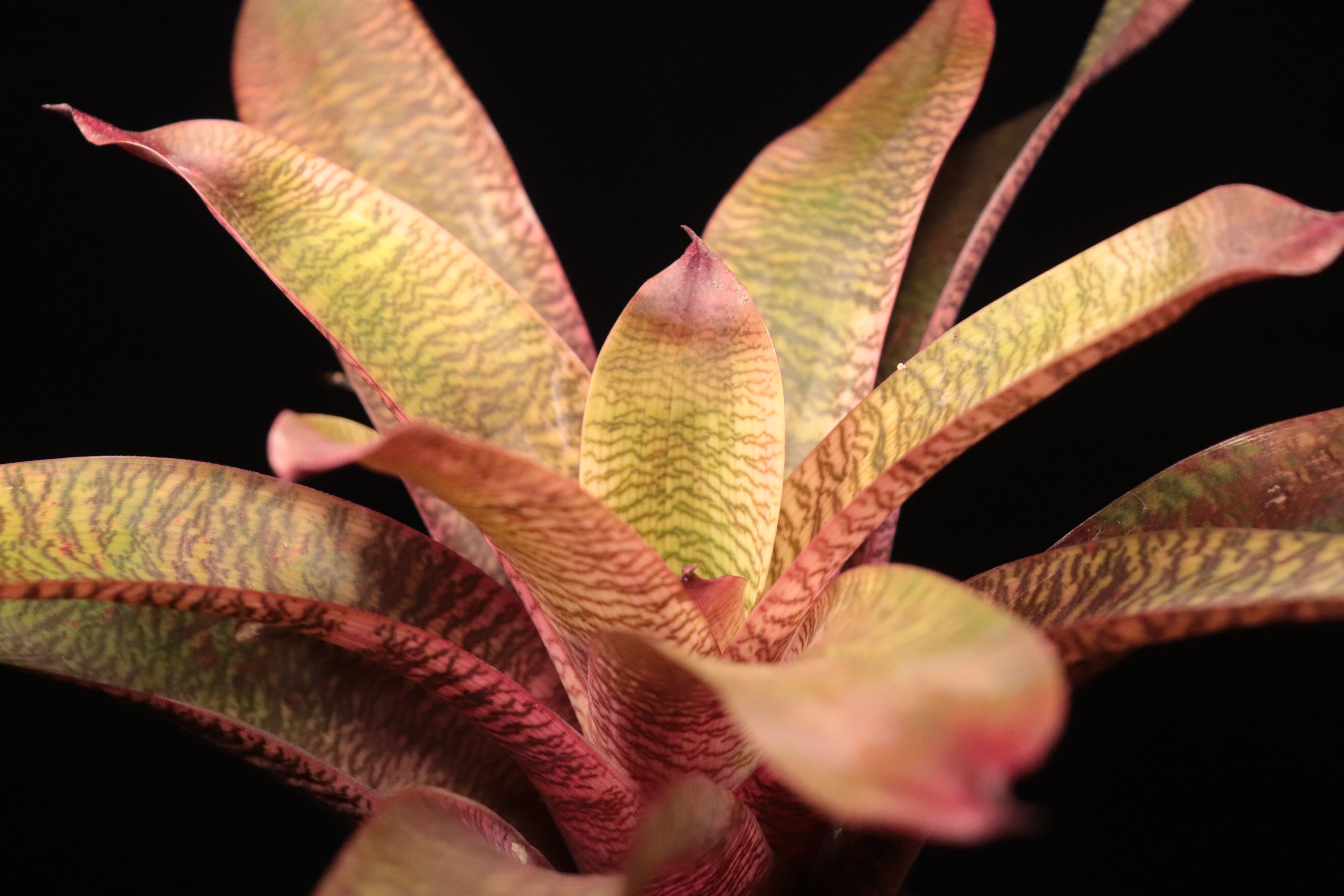 reserved】Vriesea 'Ice Snow Berries' x 'Living in Paradise' #2