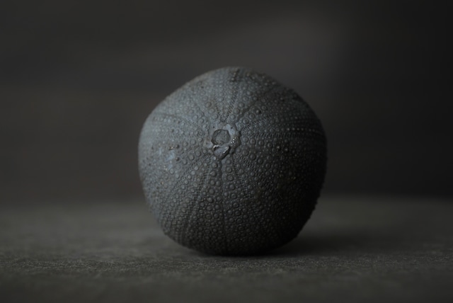 モロッコ産ウニ化石 Psephechinus daguini 1606