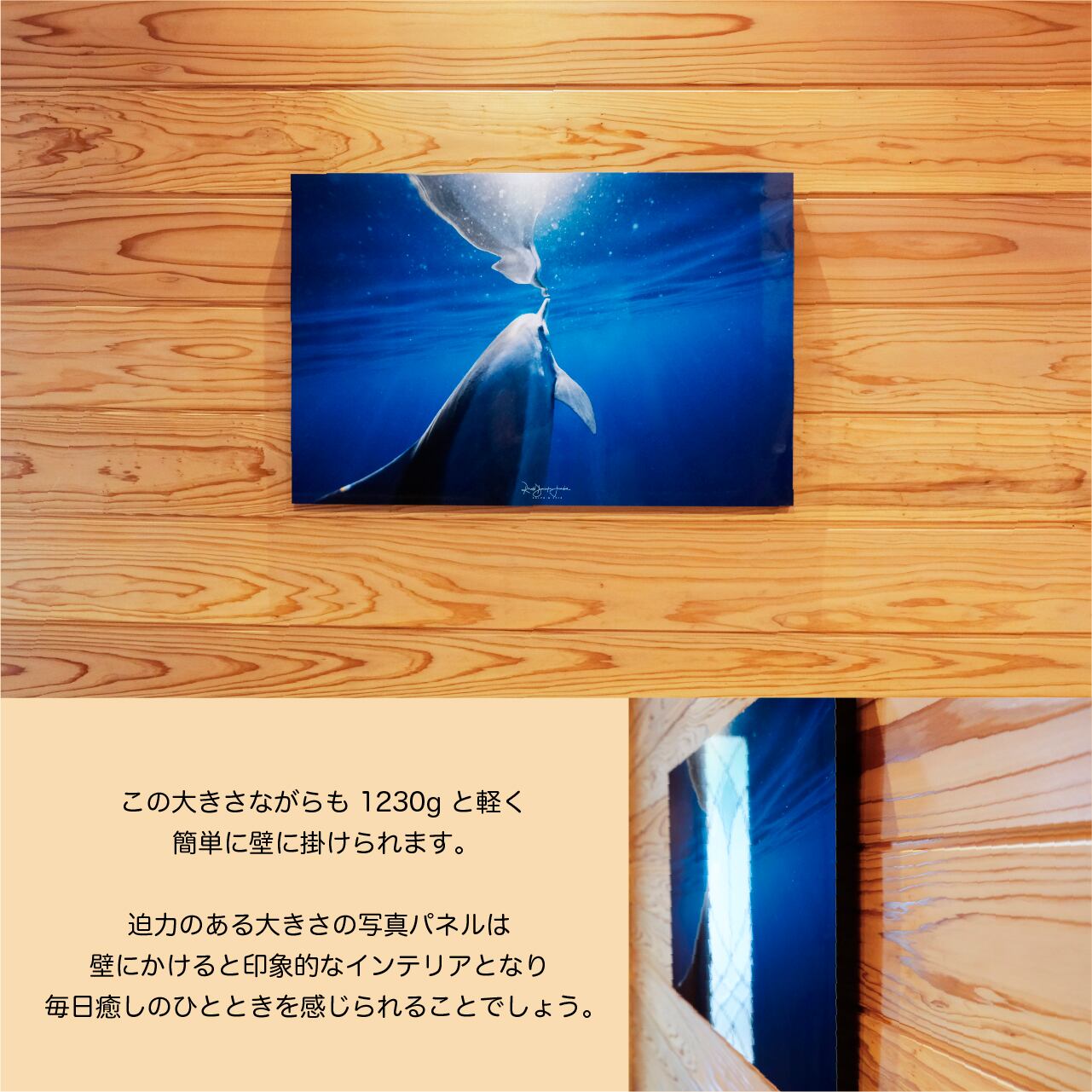 DOLPHIN EYES 写真パネル A2サイズ相当 イルカ・クジラ・ウミガメ