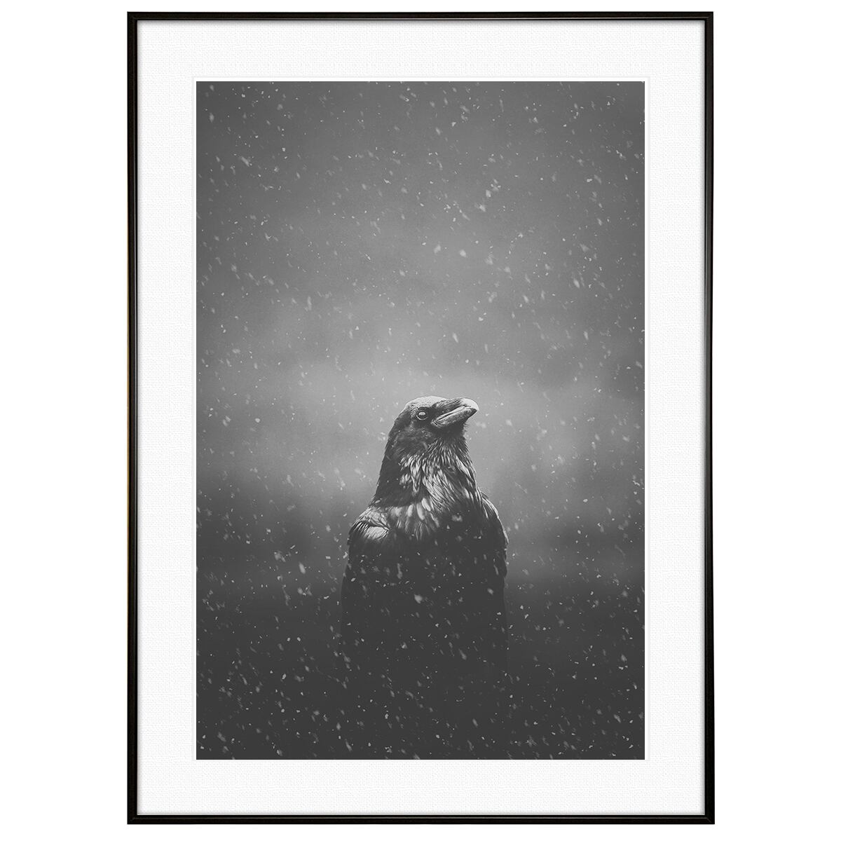 冬写真 雪の中のカラス インテリア モノクロアートポスター額装 AS1100
