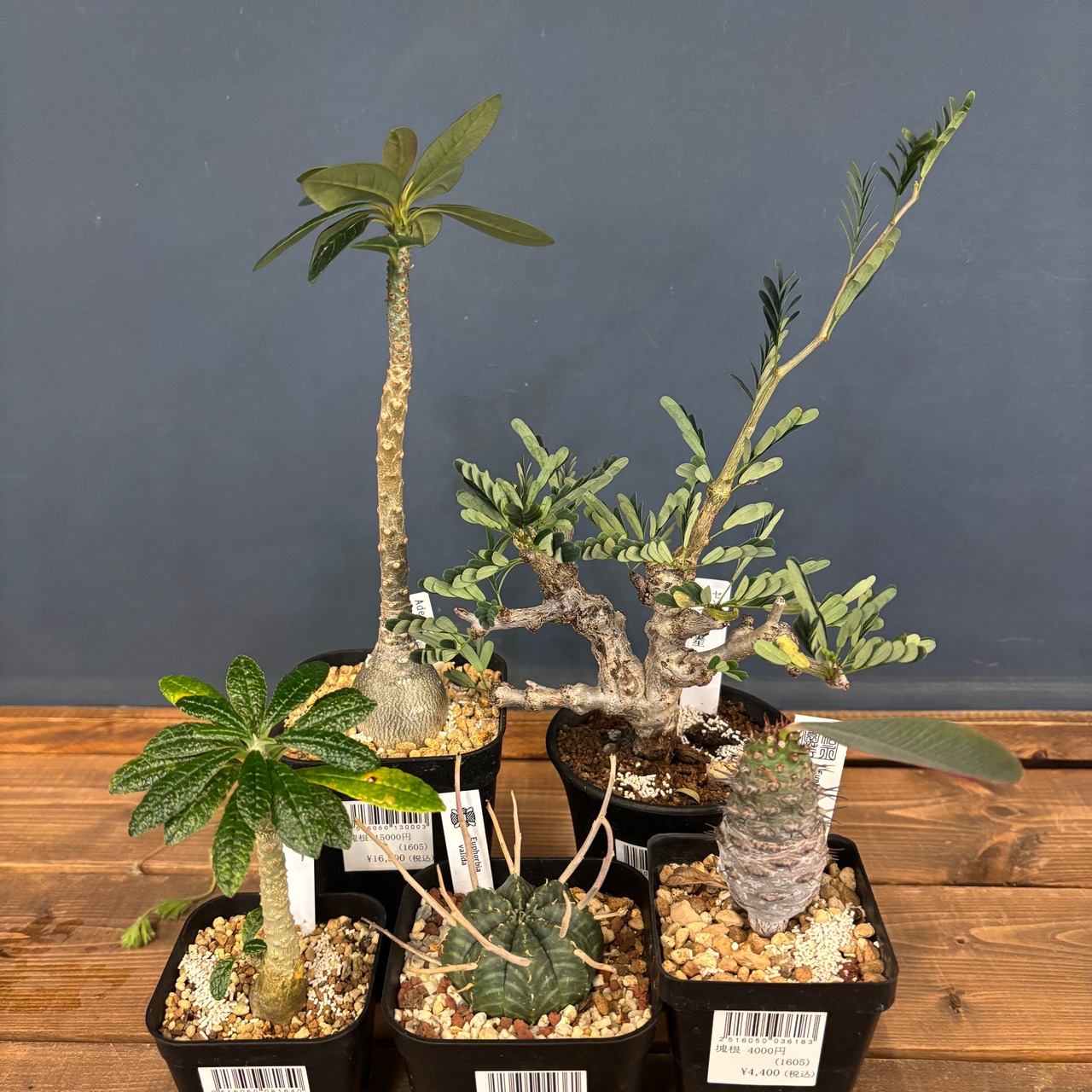 【現品】2026年 塊根植物福袋 30,000円