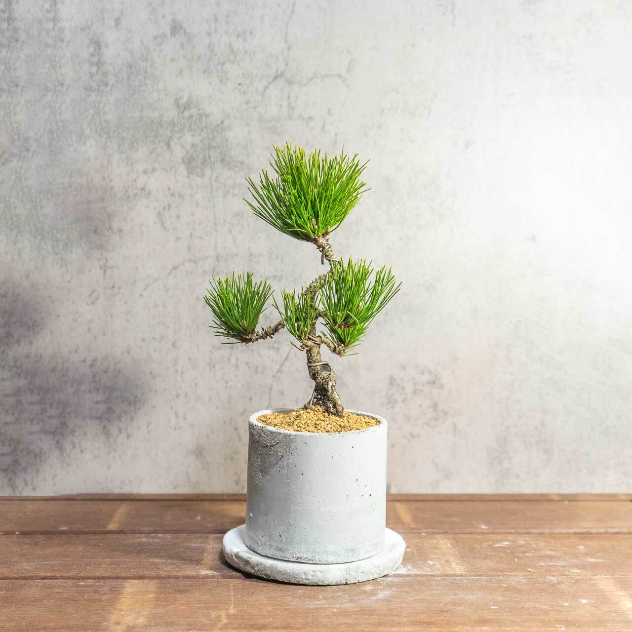 和モダン インテリア 盆栽 八ツ房黒松 モルタル鉢 セット 黒松 ミニ盆栽 卓上サイズ【虫発生抑制】
