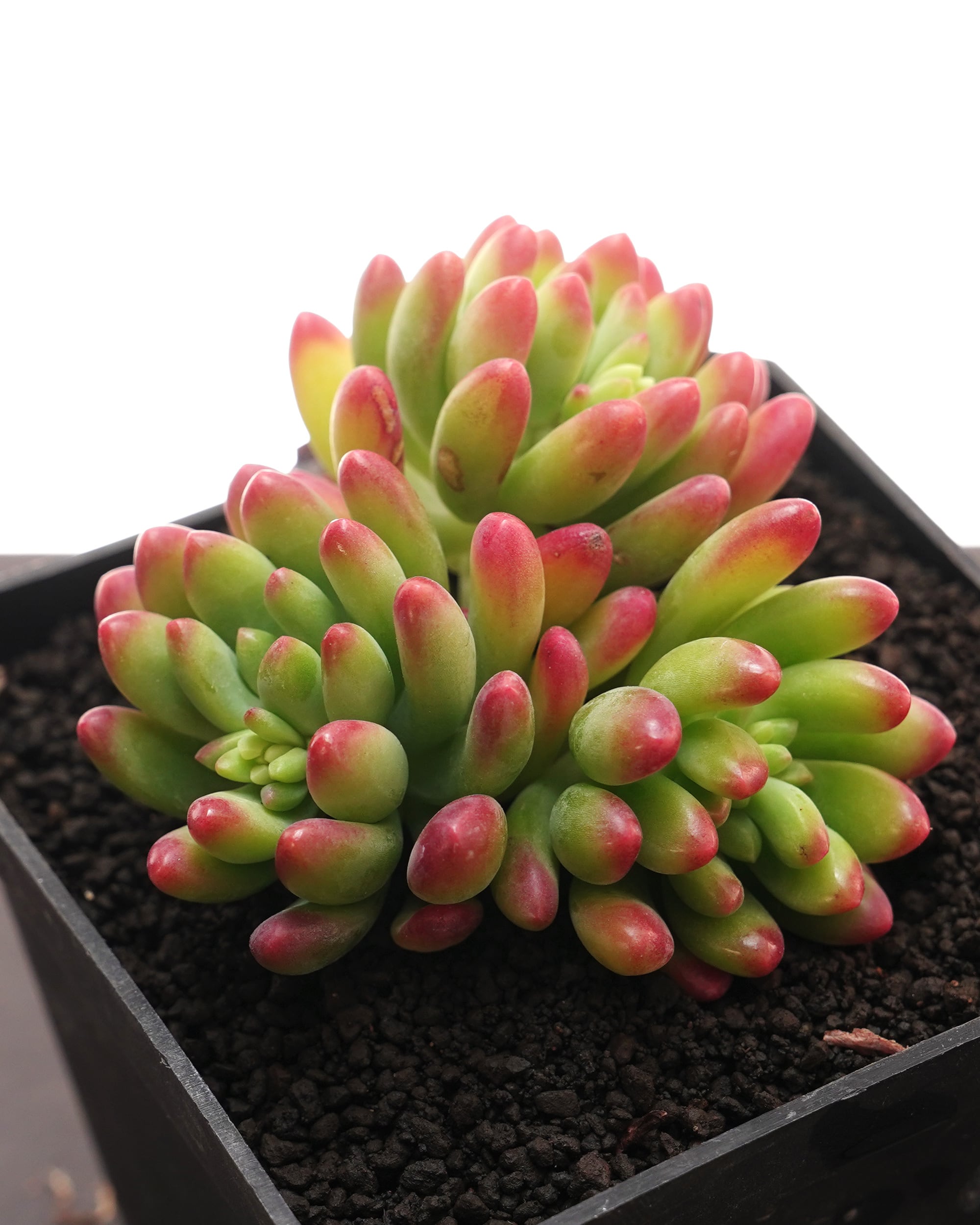 多肉植物。 キューピッド法師錦（新入荷　新品種） レア種・新品種 | PUKUBOOK SUCCULENTS
