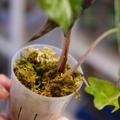 Alocasia ‘Venom’│アロカシア・ヴェノム③│観葉植物