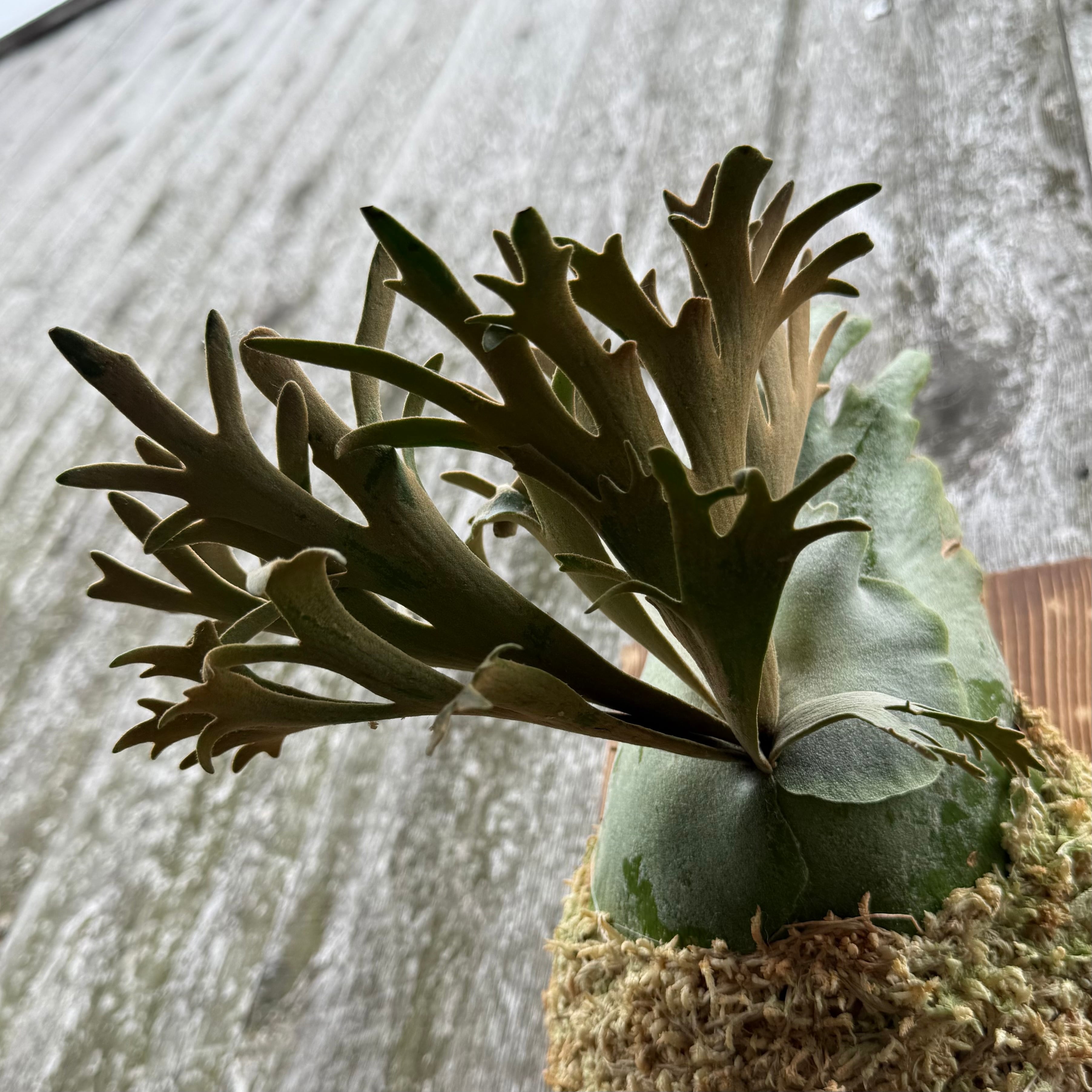 P.willinckii O.M.G sporeling | naturefix