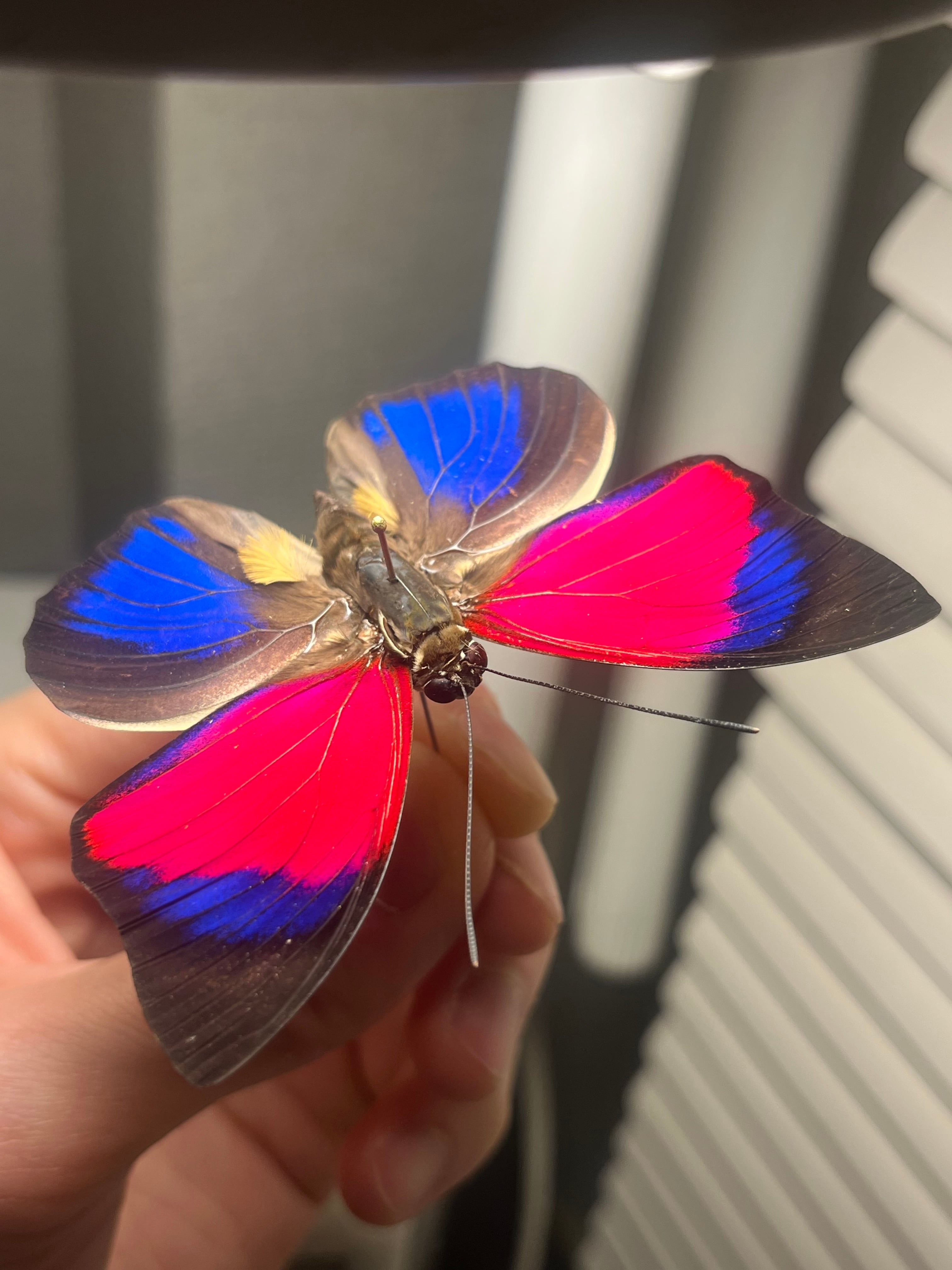 アグリアスクラウディナサルダナパルス♂ ミイロタテハ 蝶標本 甲虫 発光感有】アグリアスクラウディナサルダナパルス♂ ミイロタテハ 蝶