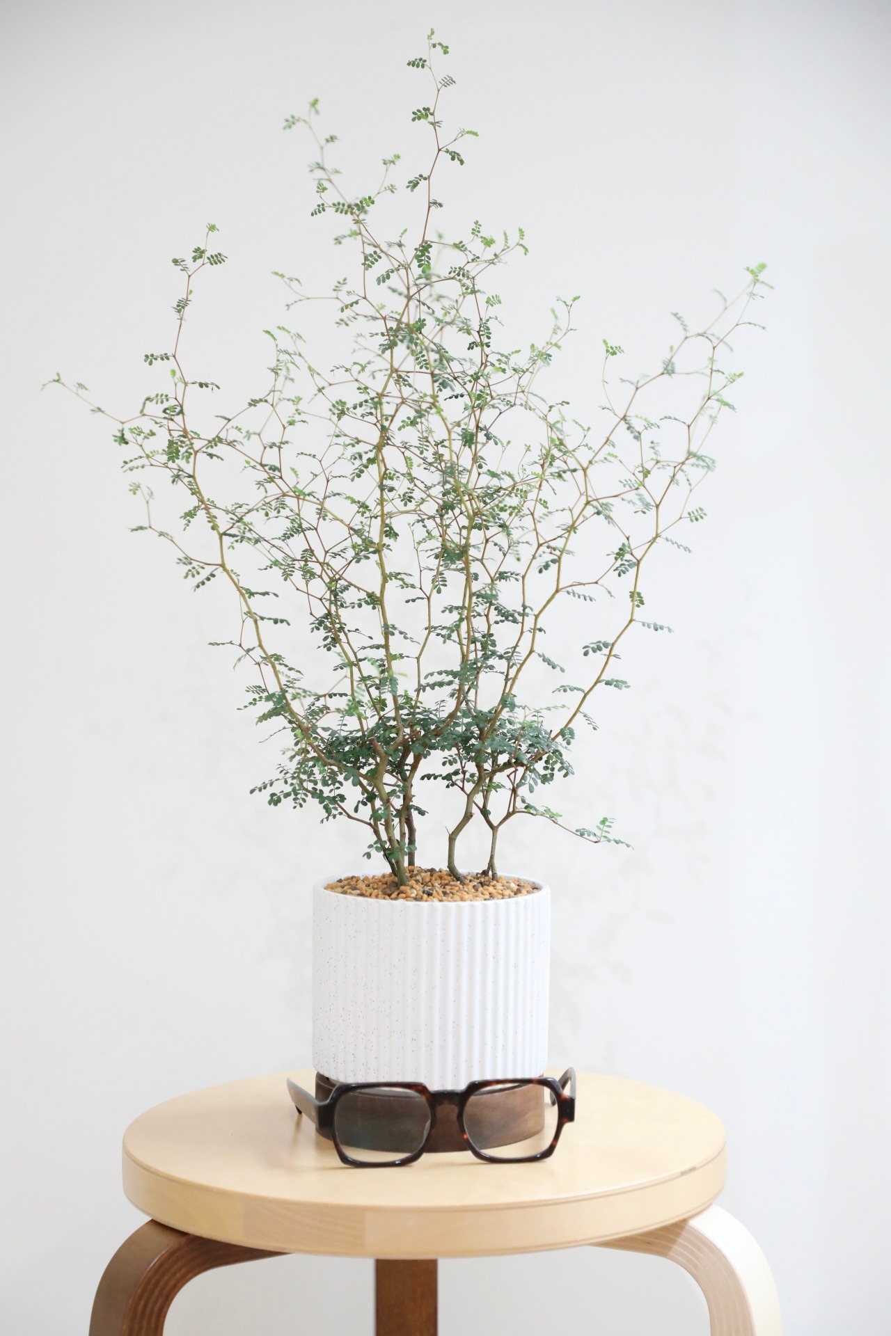 【M】ソフォラ リトルベイビー/Sophora prostrata Little Baby