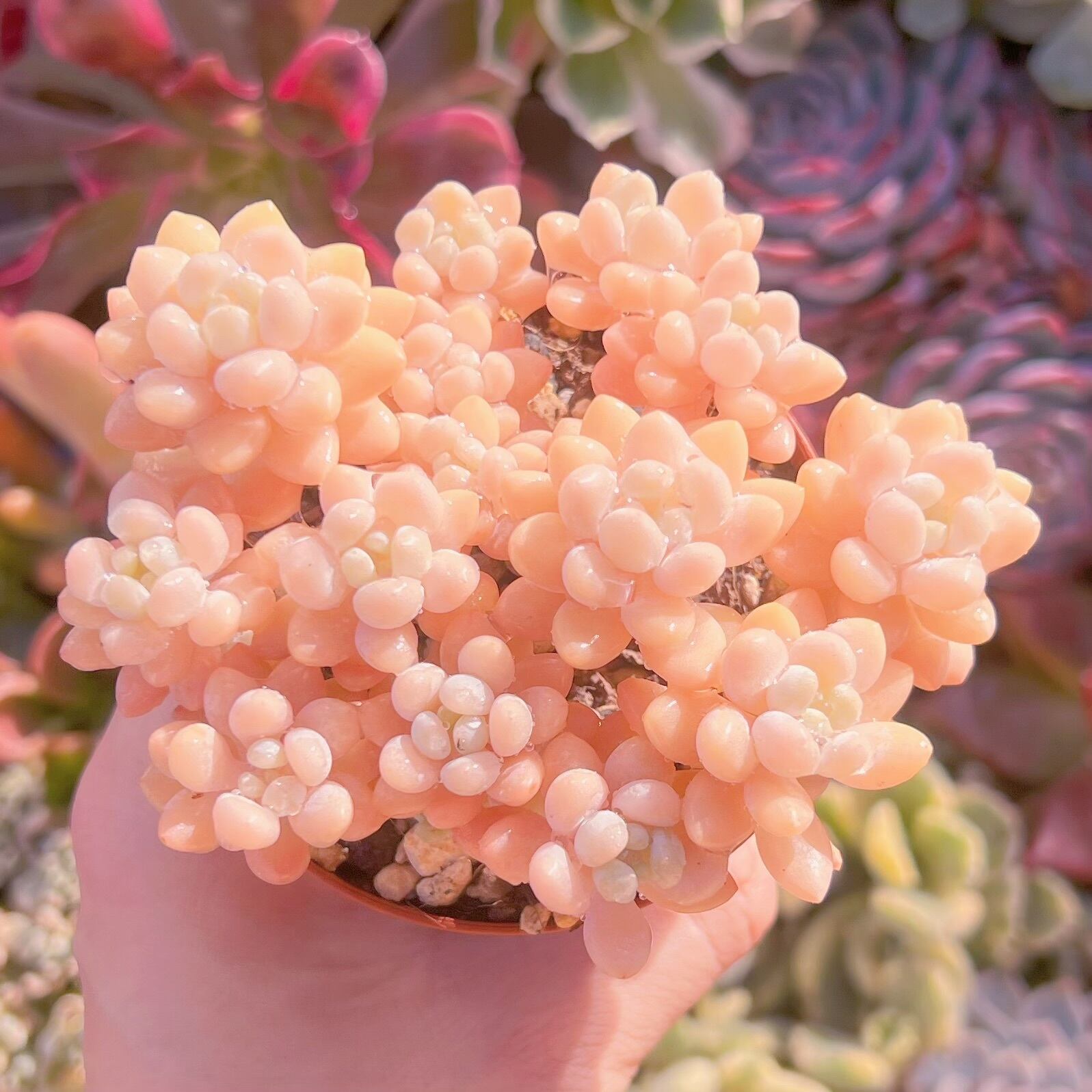 現品　パールミルク#066   るる農園