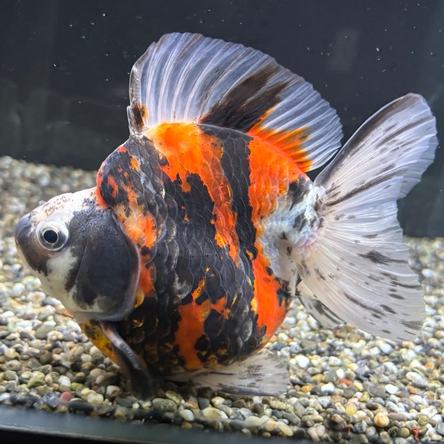 だるま琉金　トリカラー　１４ｃｍ