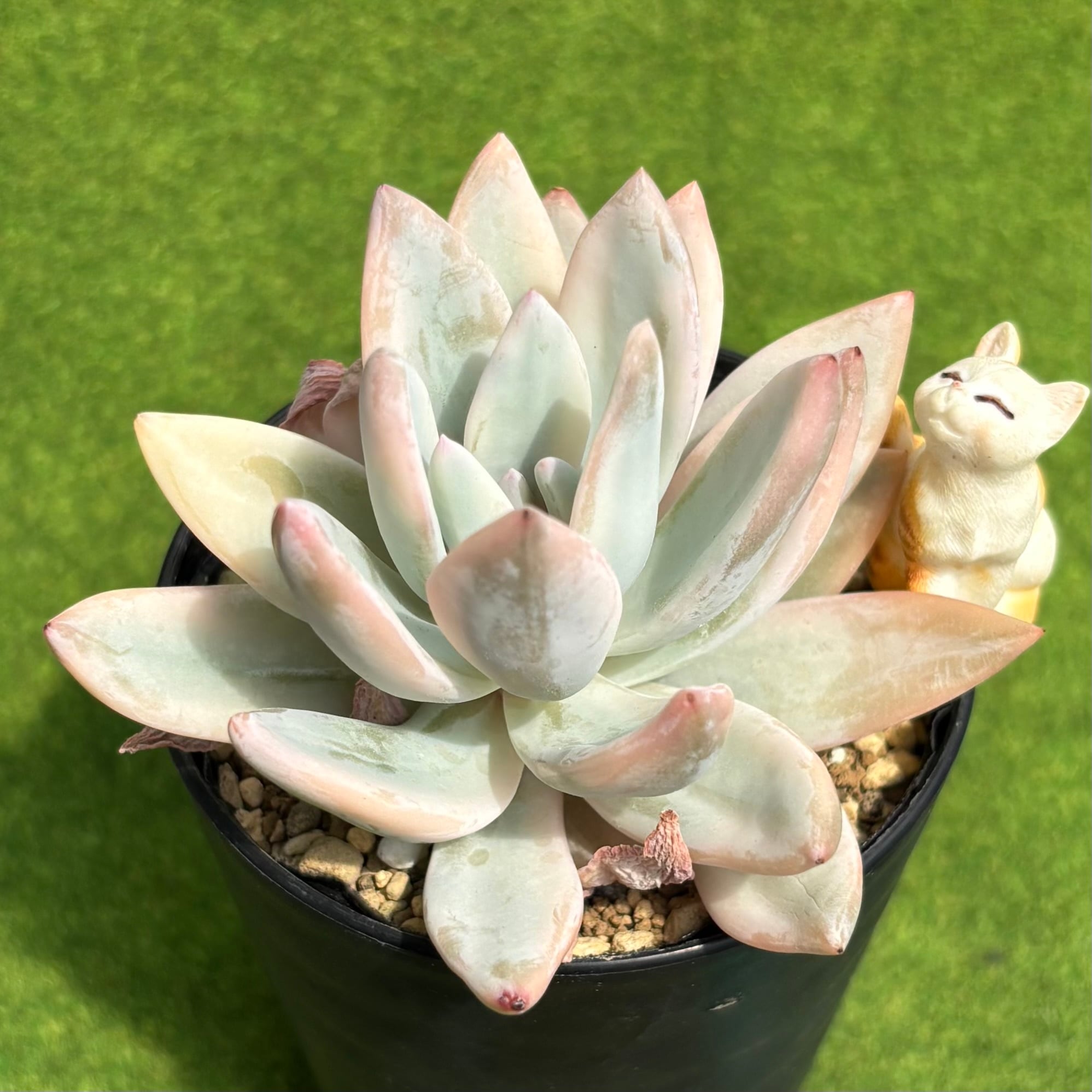 多肉植物 豆彦商店