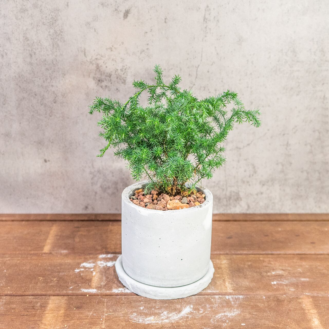 ヒムロスギ｜ふわっと広がる柔らかな葉が魅力のインテリアグリーン【虫発生抑制／手作りのモルタル鉢】