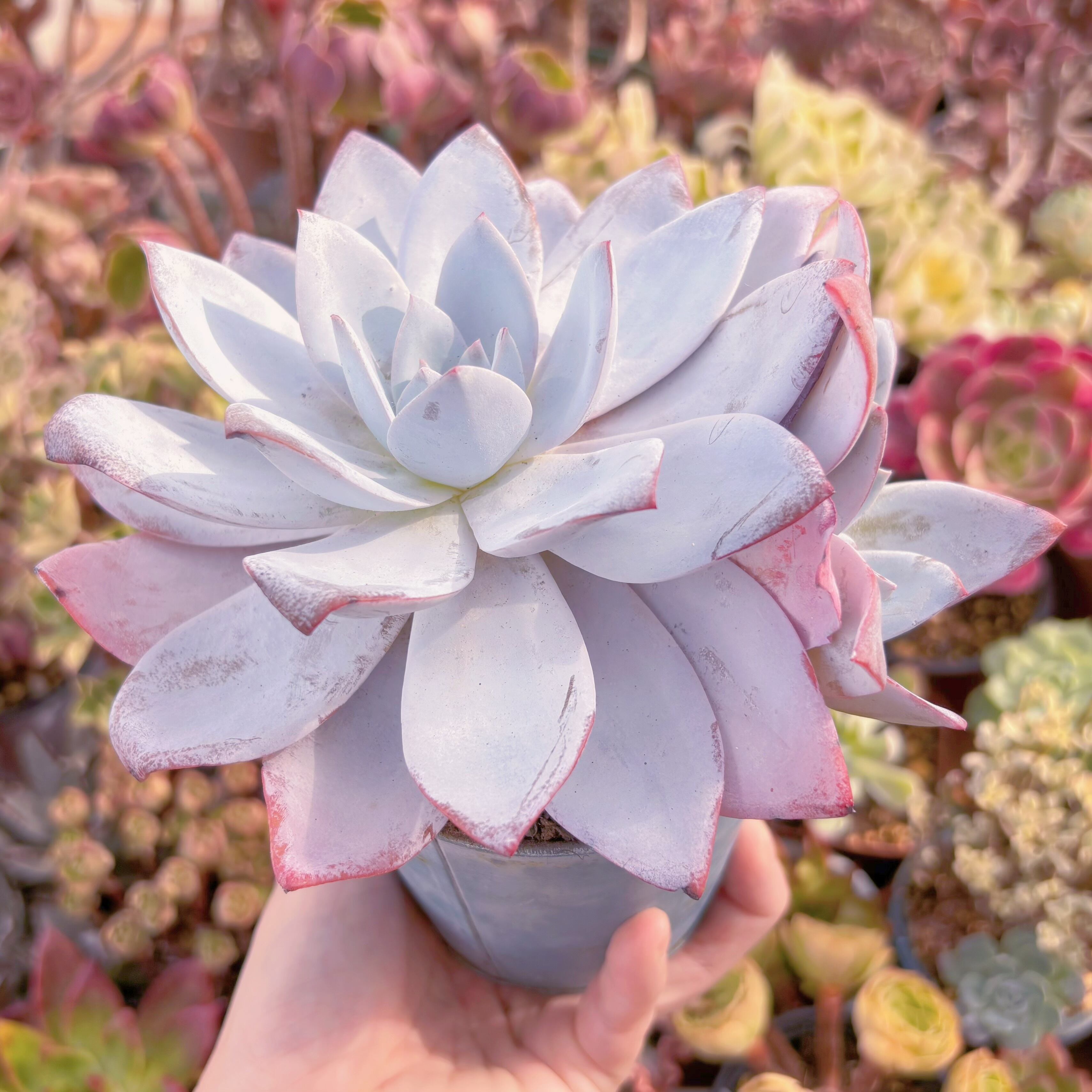 多肉植物 白莲 特大苗 新入荷 るる農園 | るる農園~多肉植物専門