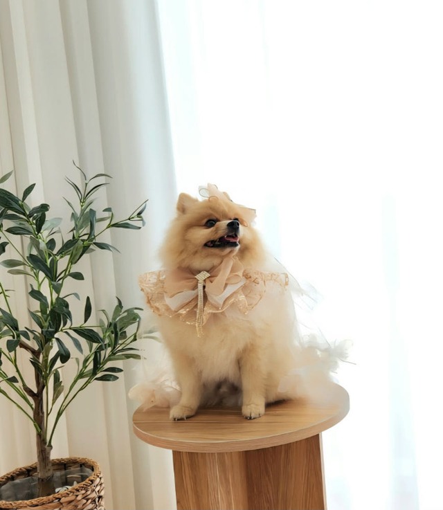 受注制作【Loocia】Golden Veil Cape〔2color〕