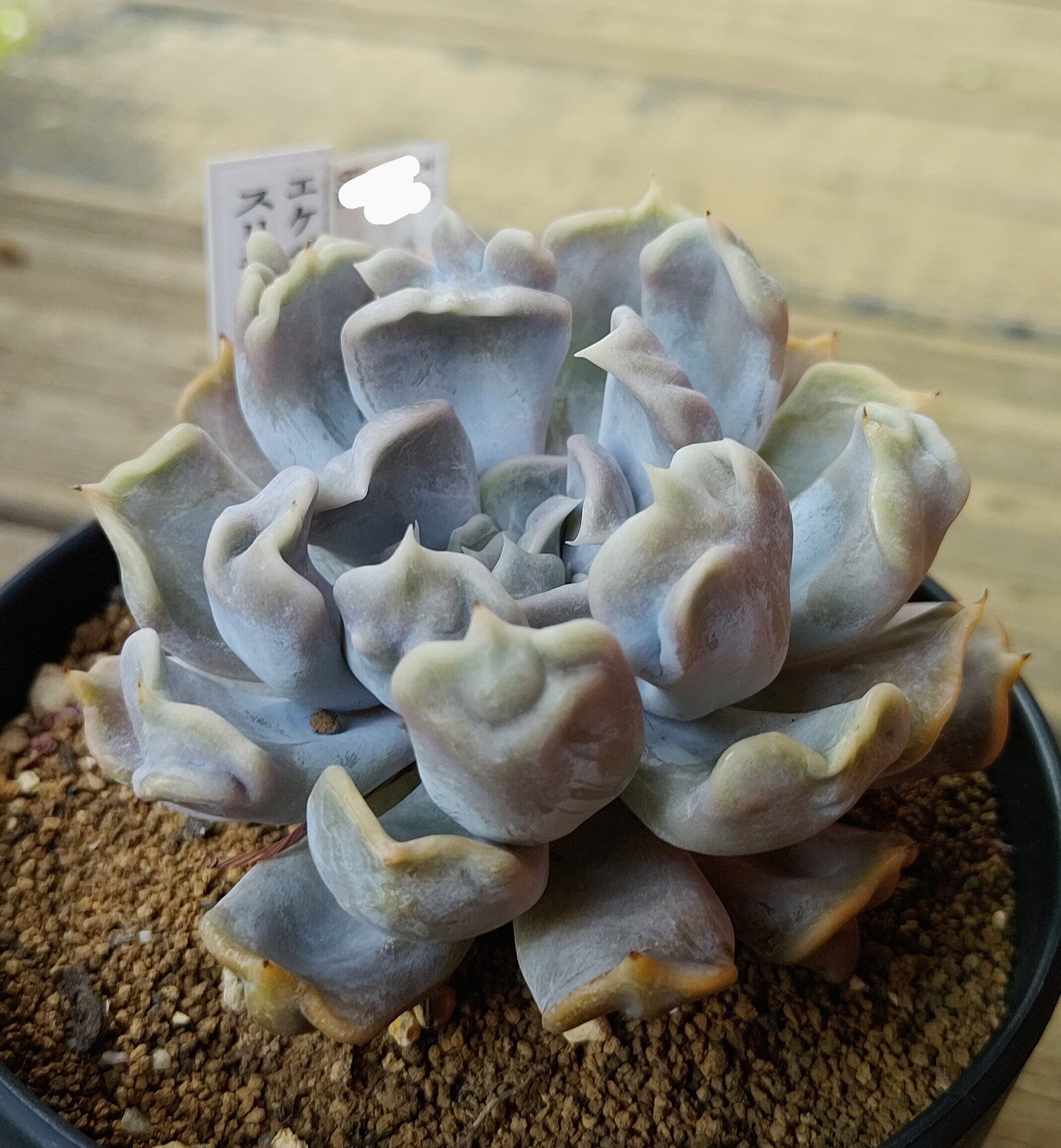 スリラーパール | RuPo 多肉植物専門店