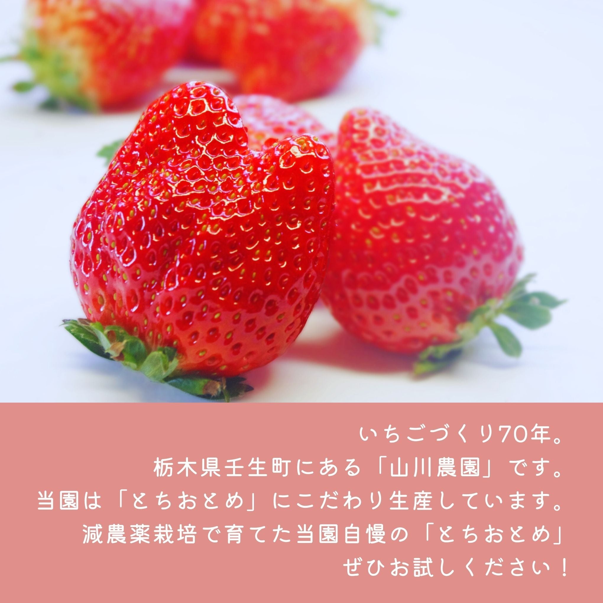 茨城県産 Lサイズ とちおとめ苺 2085fd4554c94c4b707fb475f6ff90