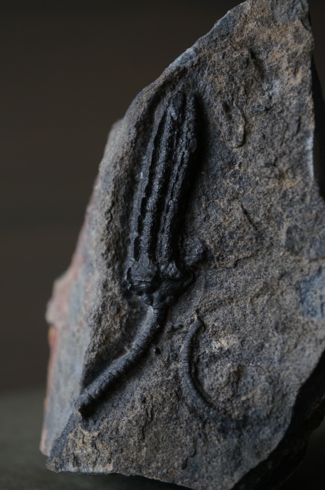 モロッコ産ウミユリ化石 Cupressocrinites hieroglyphicus 2398