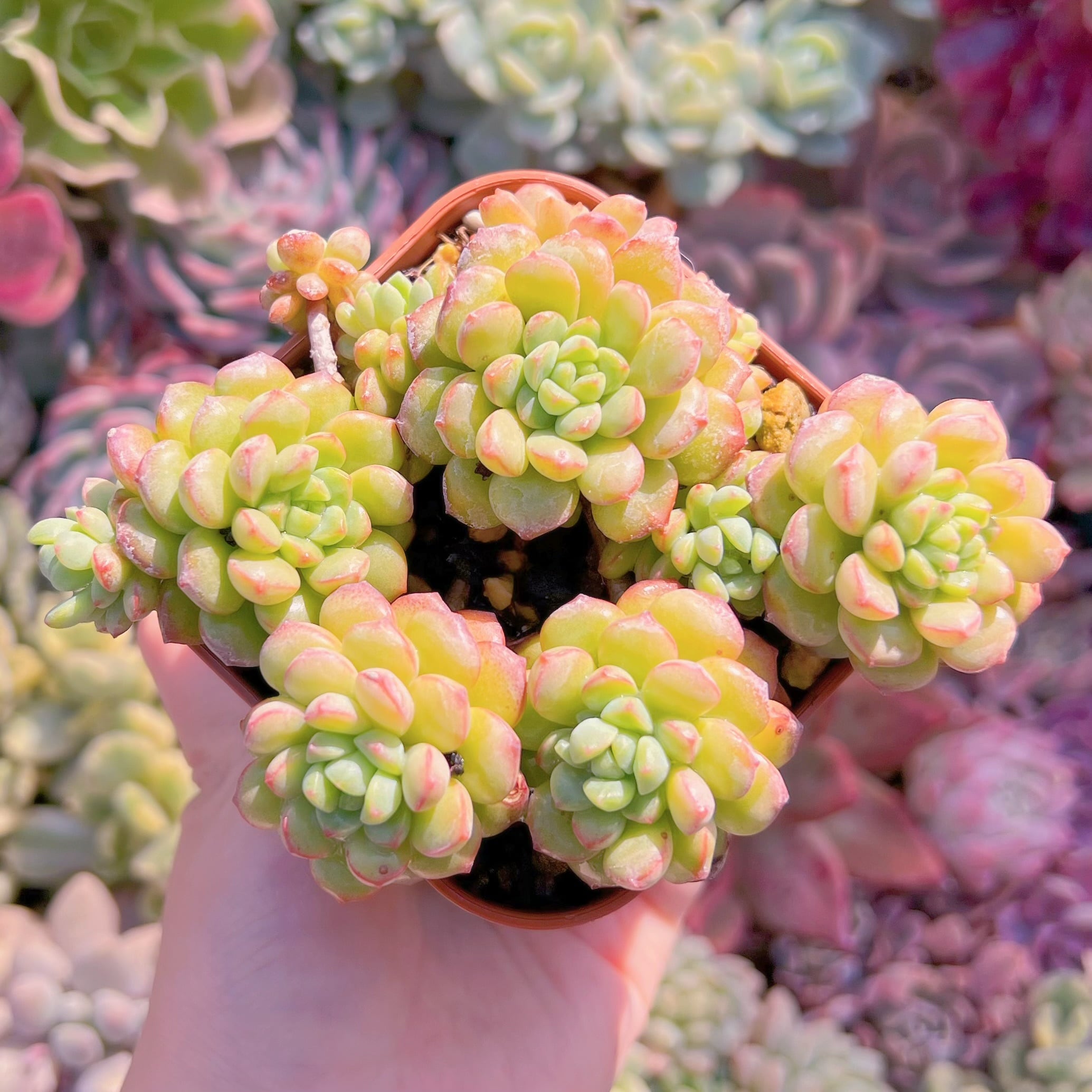 現品　コルネット#306　古株　るる農園