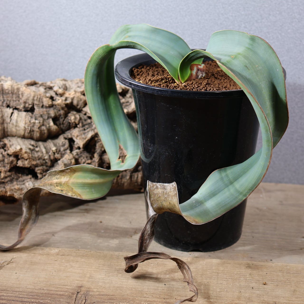 772『urban jungle モンステラ デリシオーサ 'Green Snow'』 観葉植物