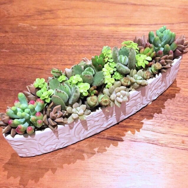 プランテプランテの多肉植物アレンジ | オーガニックと北欧ライフ