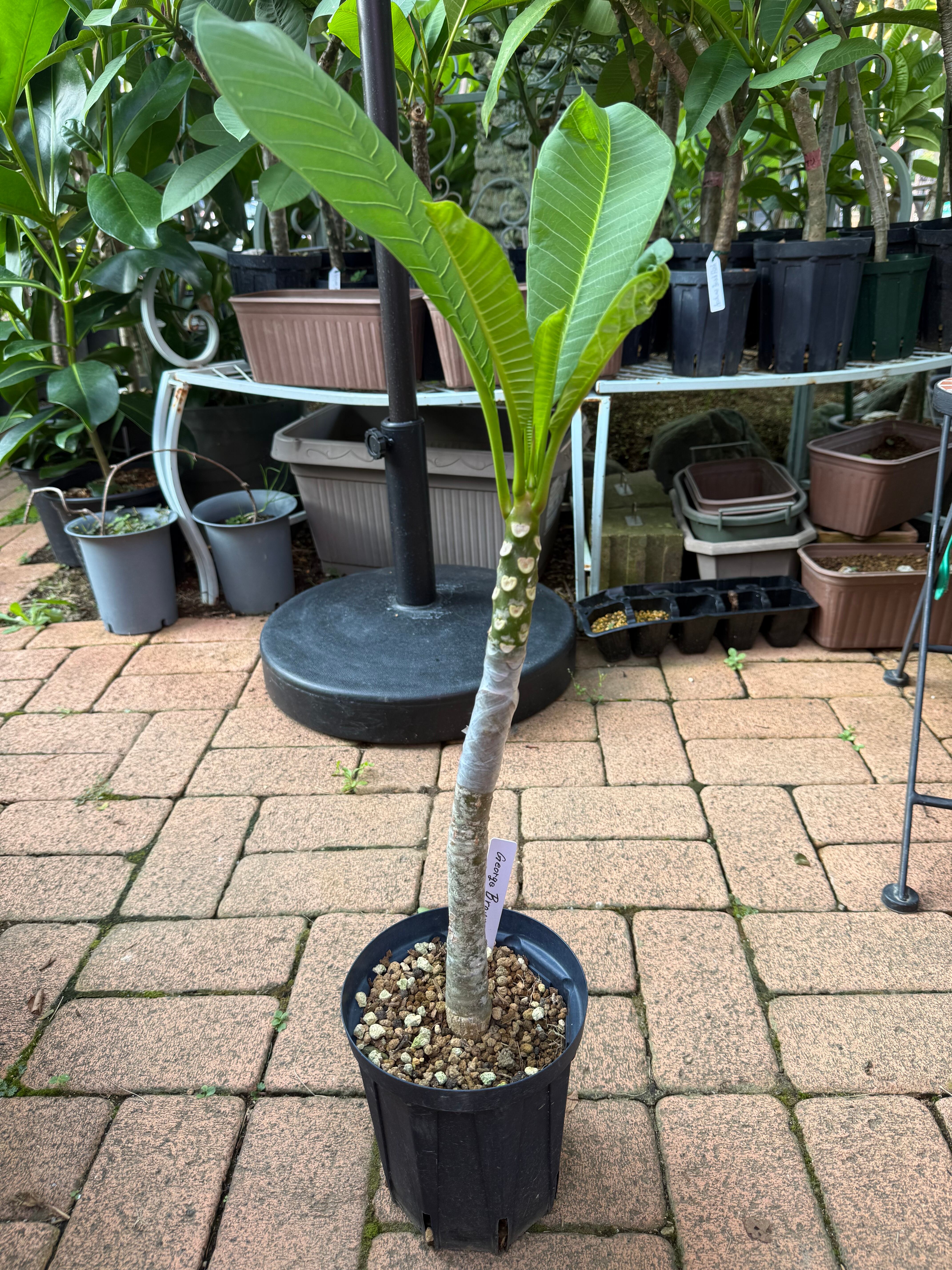 当園産】超希少品種 George Brown 5号pot 接木苗 | MOANI Flower Garden