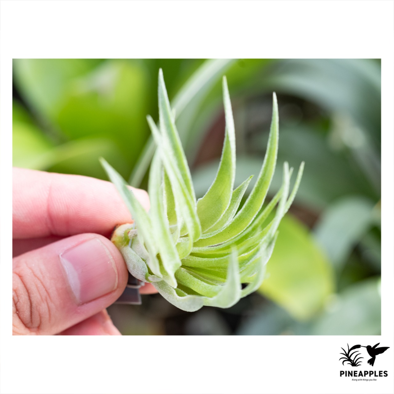 Tillandsia geminiflora x sprengeliana 【花芽つき】 - 2