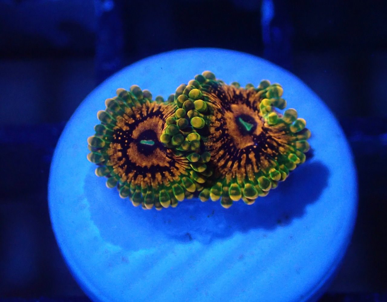 BossCollection GrandMasterKrakatoa 1