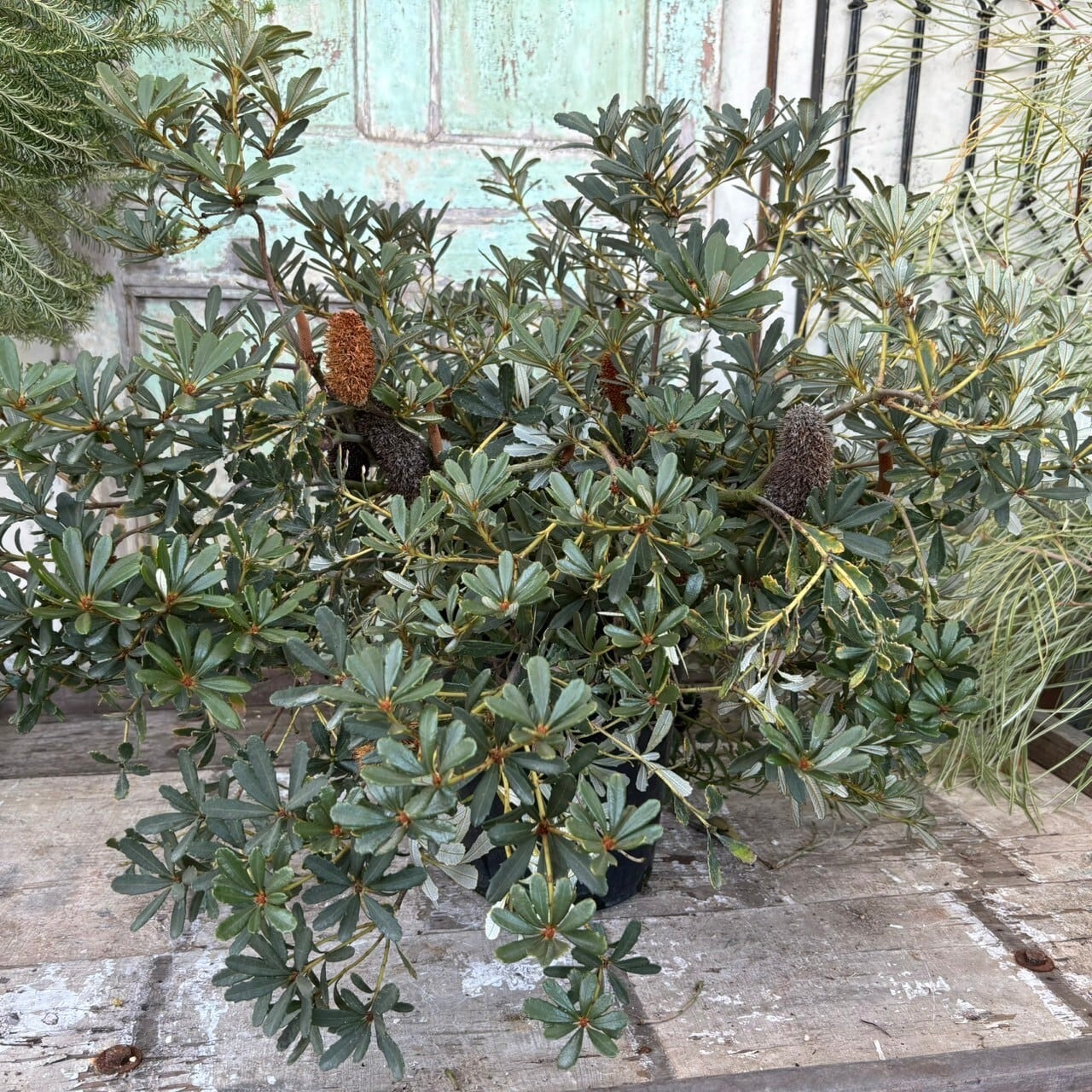 希少 バンクシア パラドーサ ドワーフジンジャー 挿し木 苗 苗木 希少 バンクシア パラドーサ ドワーフジンジャー 挿し木 苗 苗木