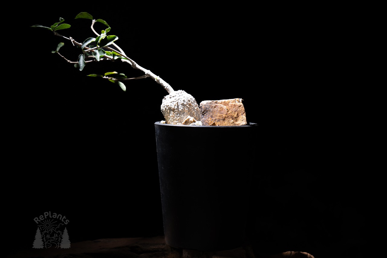 Fockea edulis|火星人