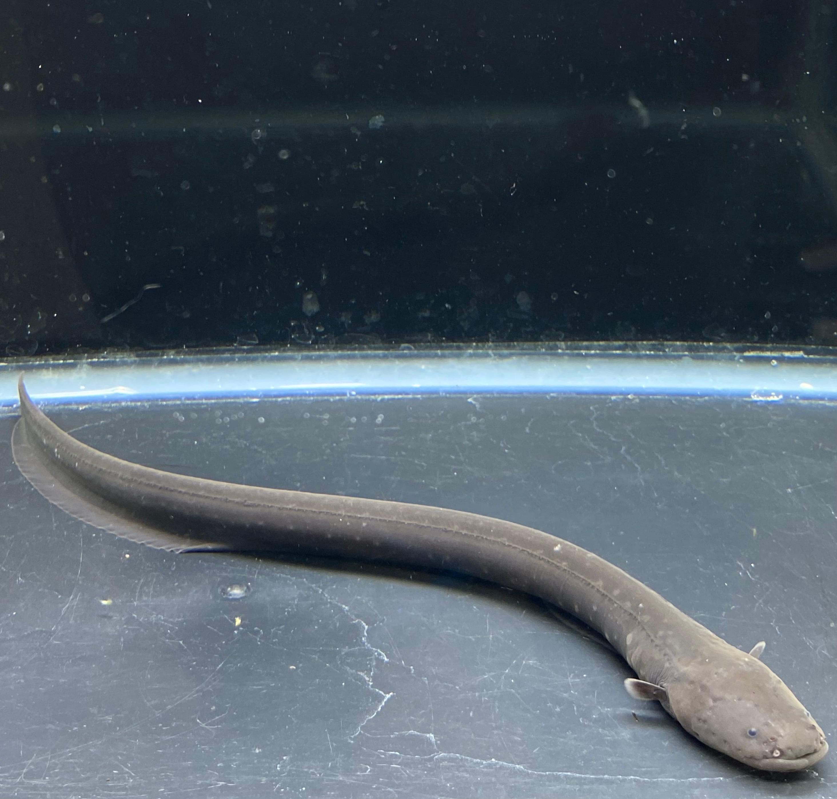 デンキウナギ 電撃ショック 大型魚 観賞魚 希少 発電魚 美個体 怪魚 10〜12cm