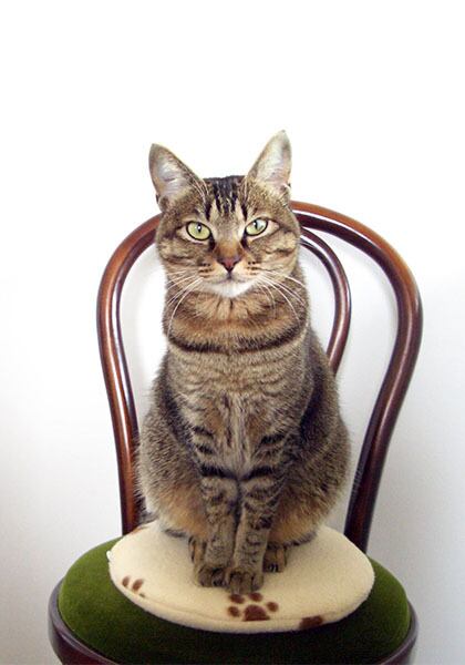 猫 ポストカード The Cat who....ポージング縦 10x14.8センチ(cm)官製はがきサイズ 猫写真 はがき ねこ葉書 ネコハガキ Postcard アイとちび アイシス